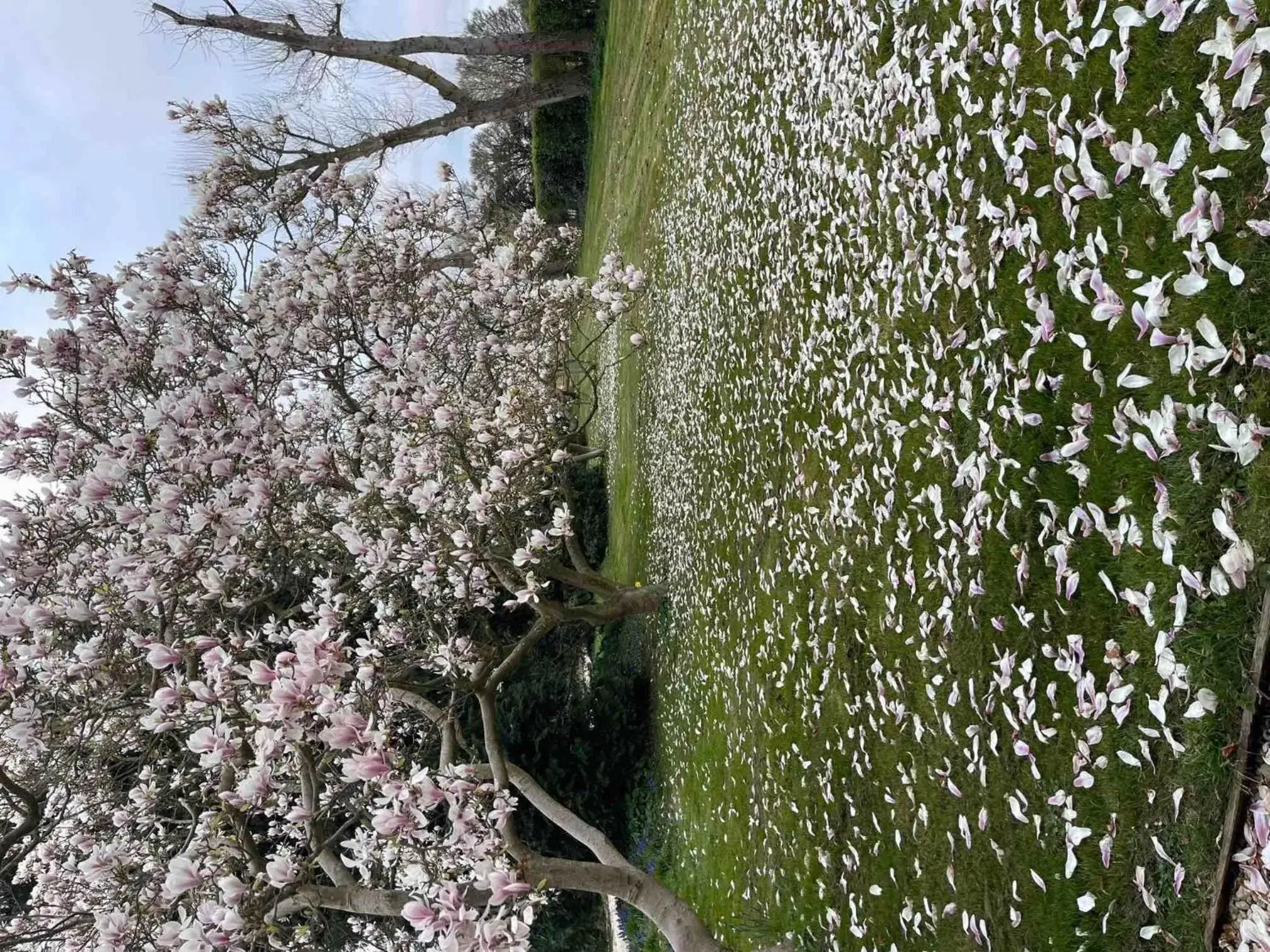 Garden in Hill Farm