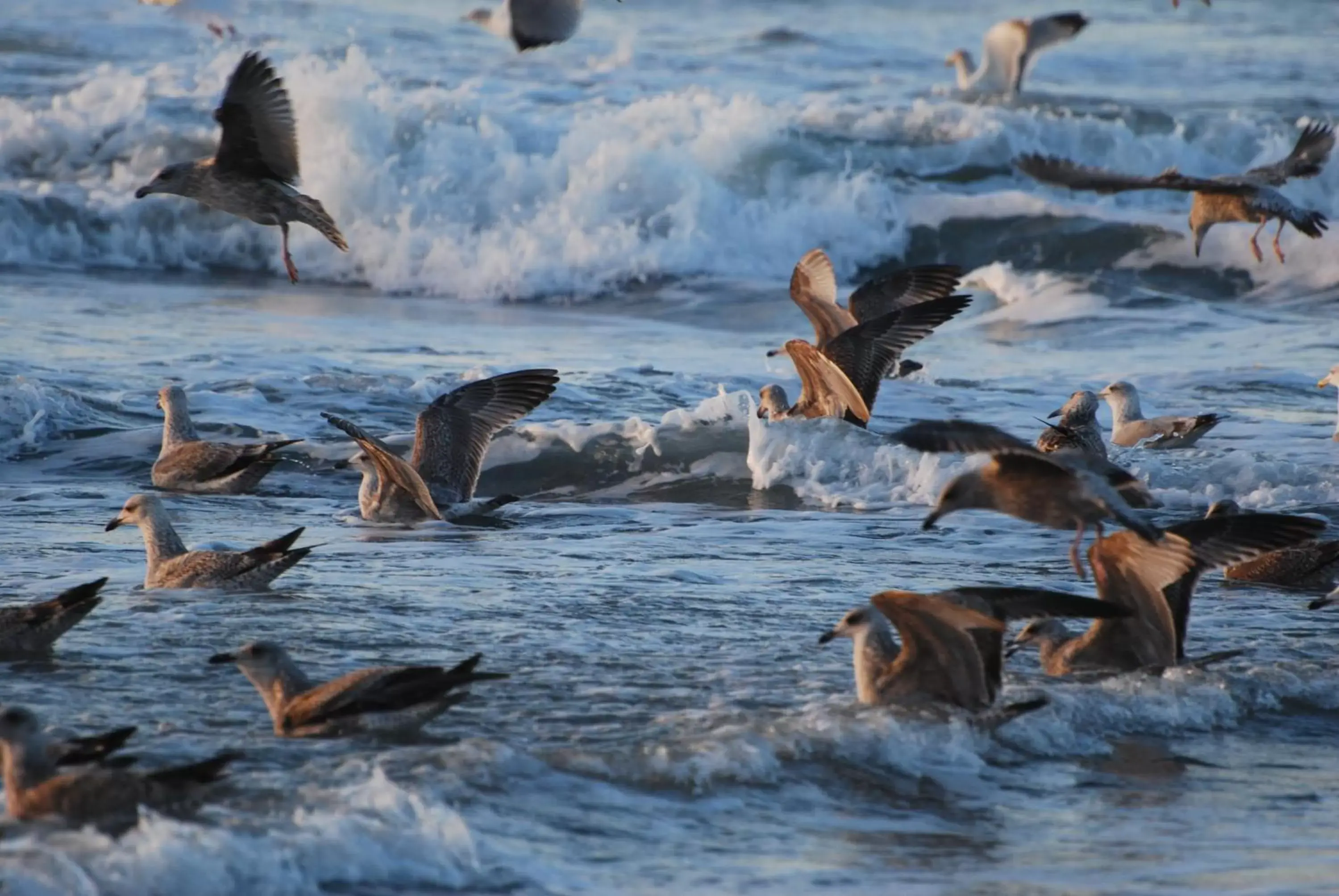 Beach, Other Animals in B&B Idylle aan Zee incl 2 Wellnessstudios