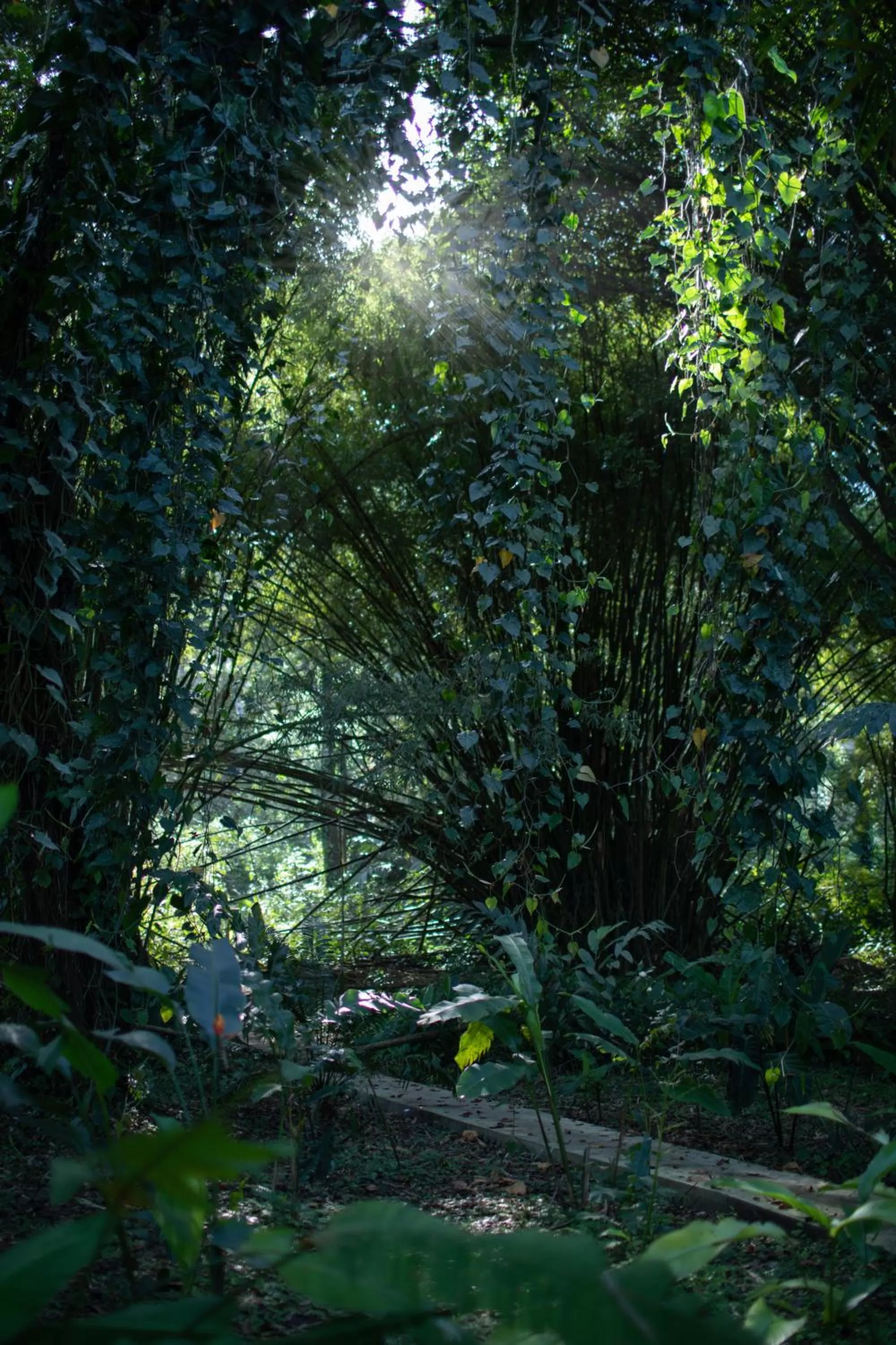 Garden in The Hummingbird