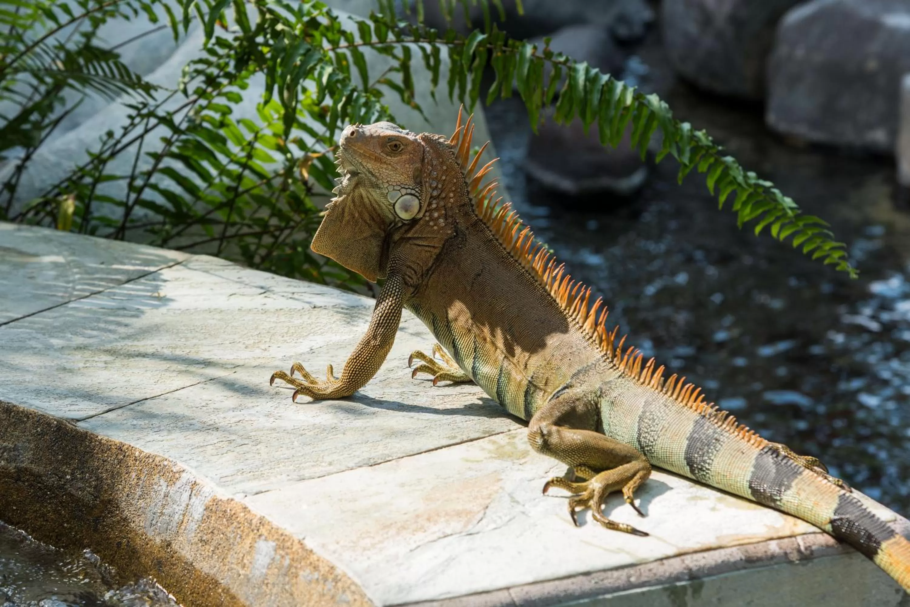 Animals in The Royal Corin Thermal Water Spa & Resort - Adults Only