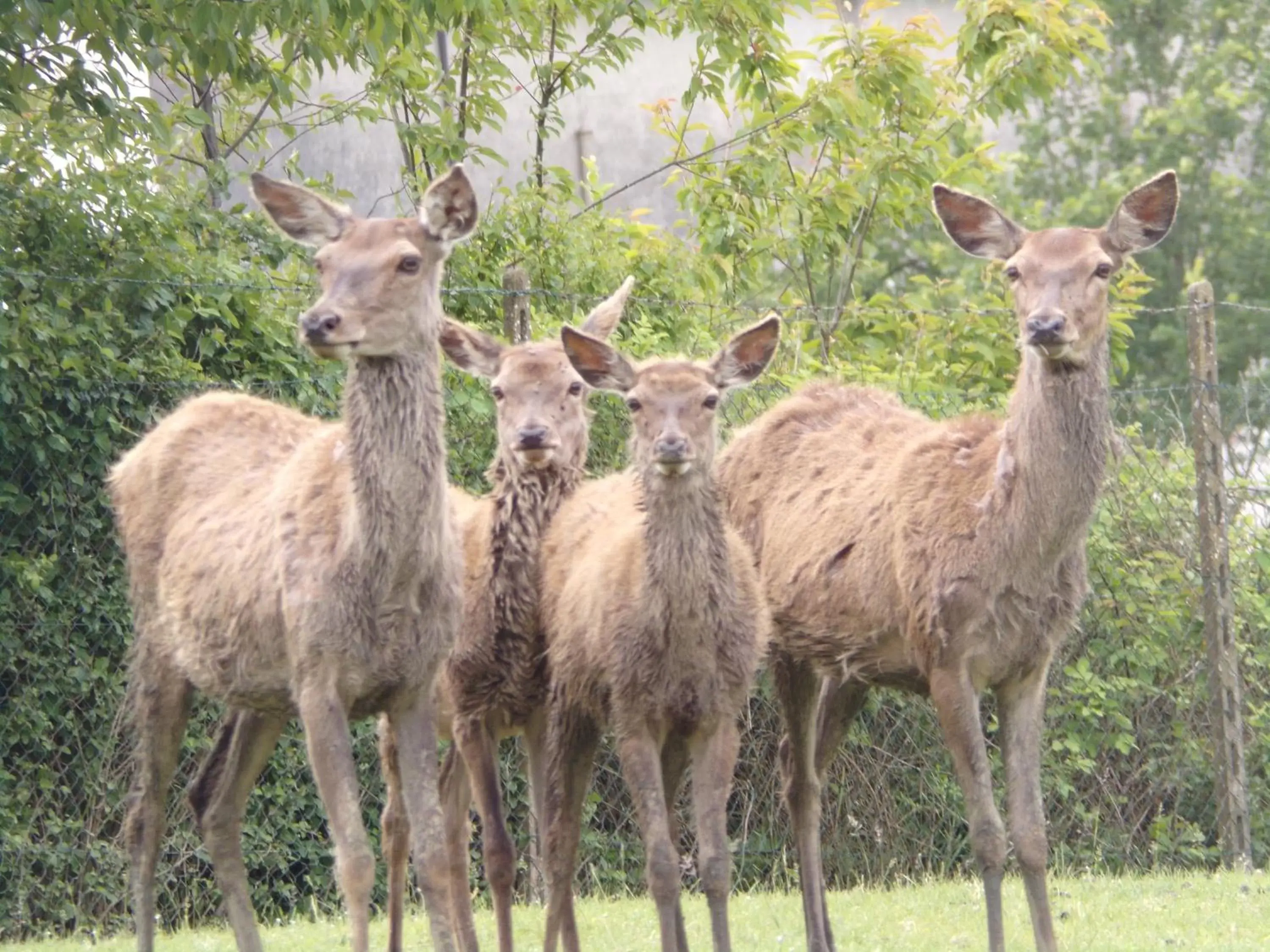 Animals, Other Animals in Terme Di Monte Valenza