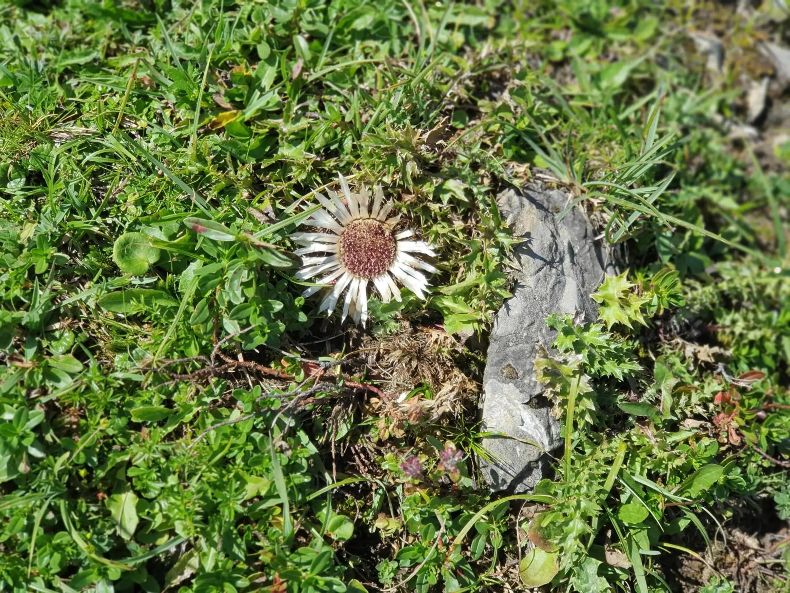 Off site, Other Animals in Alpenhof