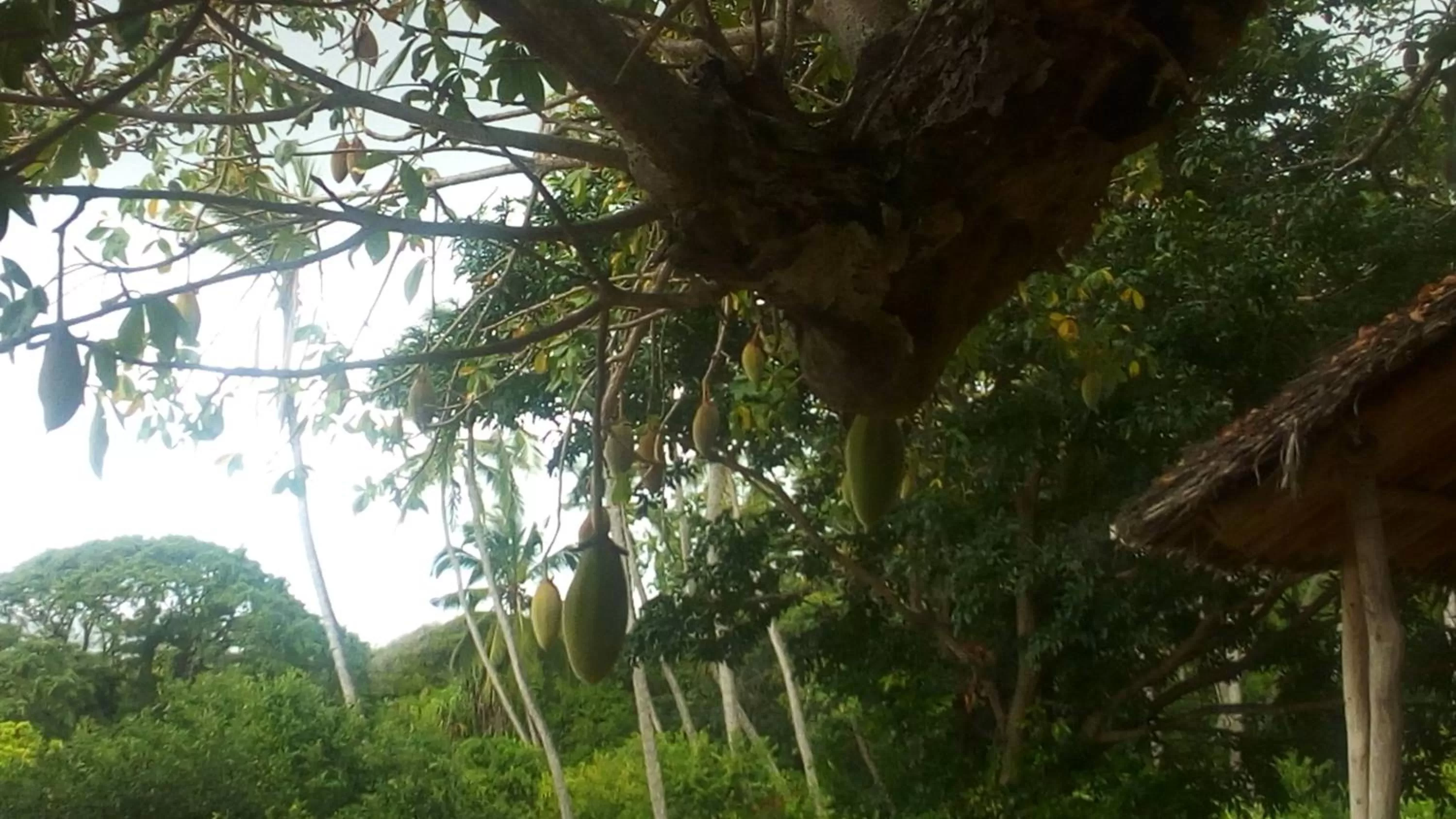 Non alcoholic drinks in Bahari Pori Resort