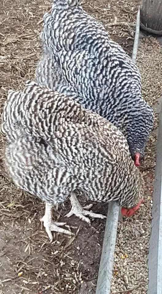 Pets in Full Moon Inn