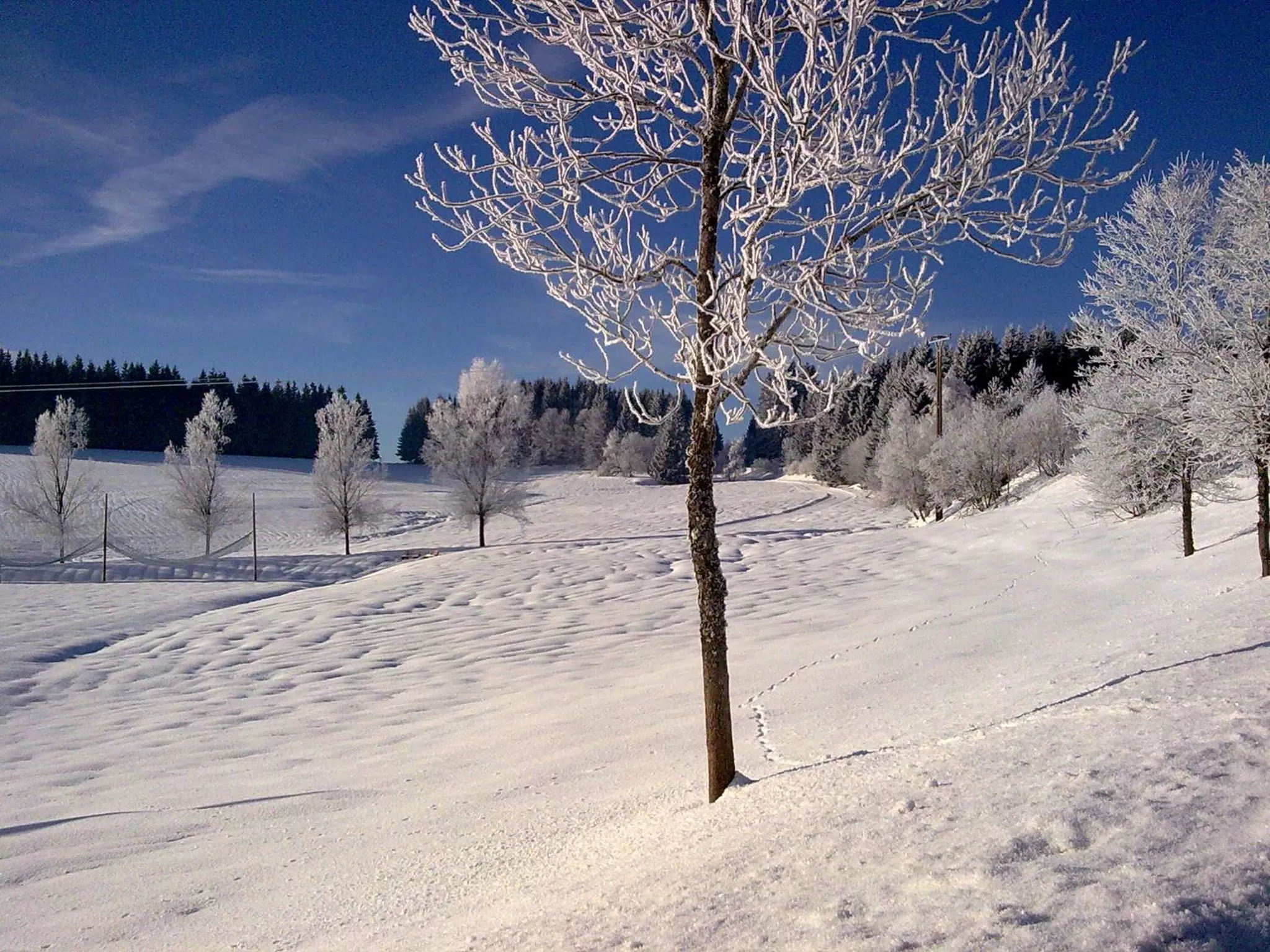 Natural landscape in ZUR TRAUBE Schwarzwaldhotel & Restaurant am Titisee