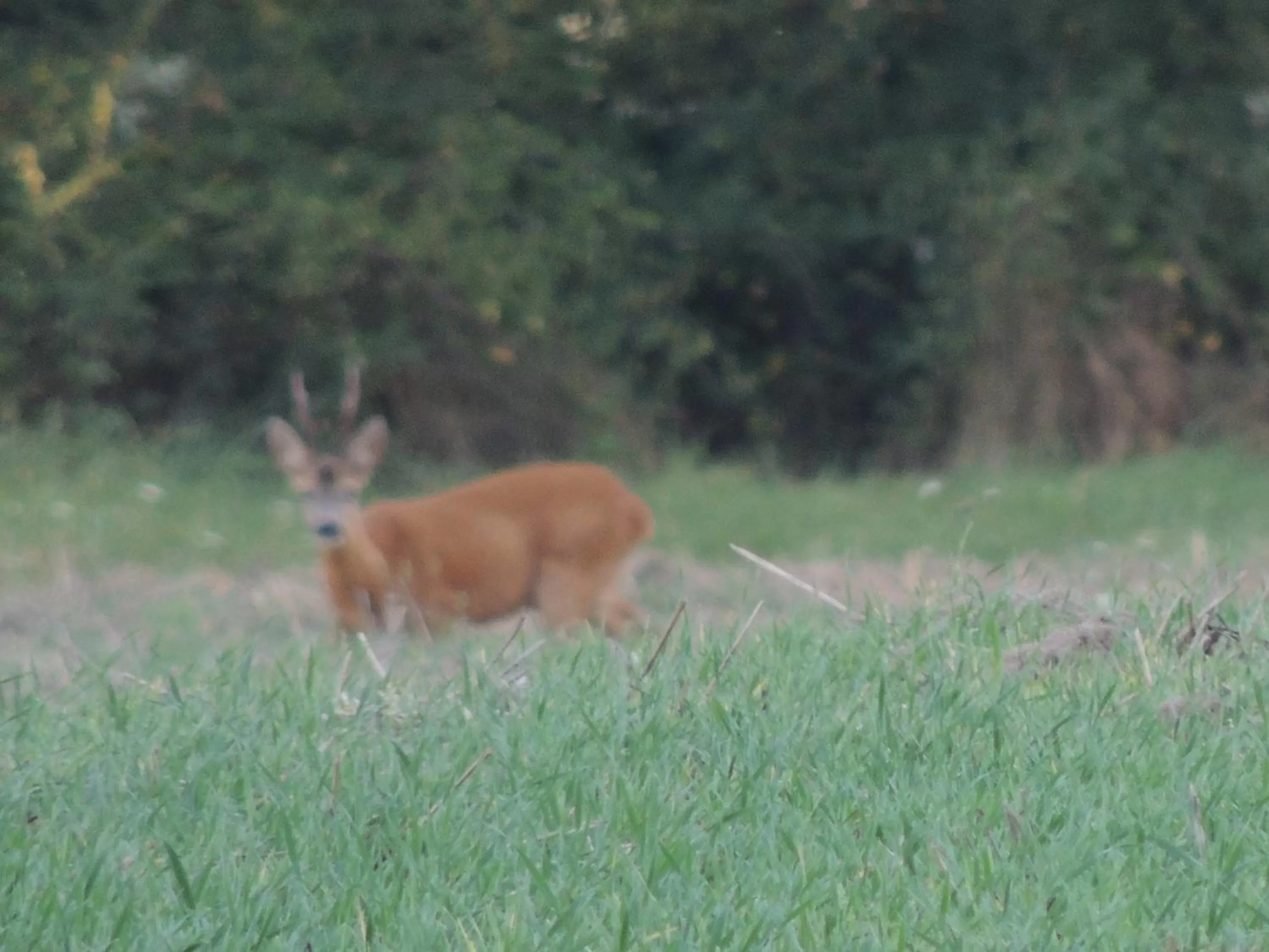 Pets in Astrotel Romorantin-Lanthenay Soirée étape