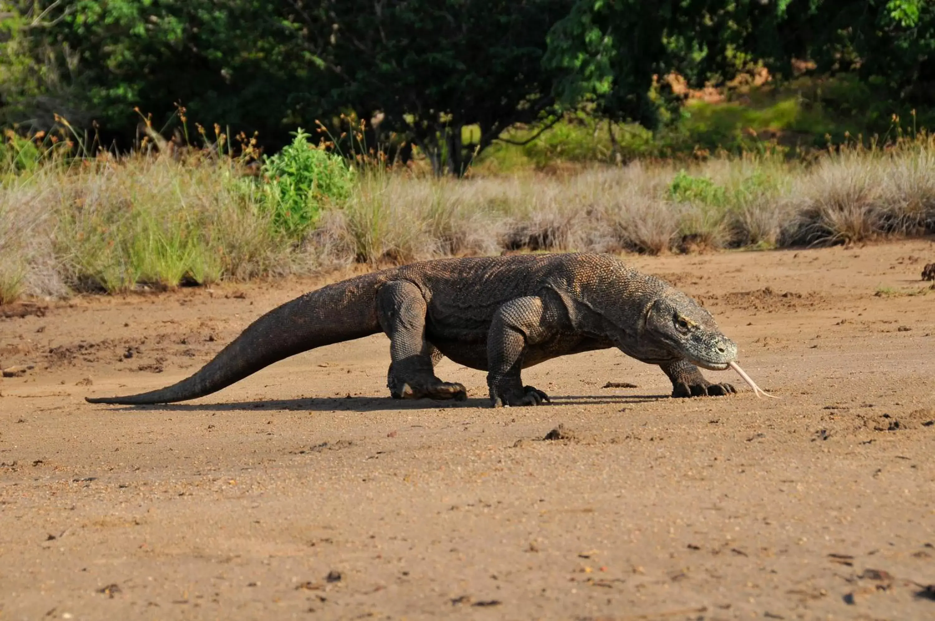 Other, Other Animals in Plataran Komodo Resort & Spa - CHSE Certified