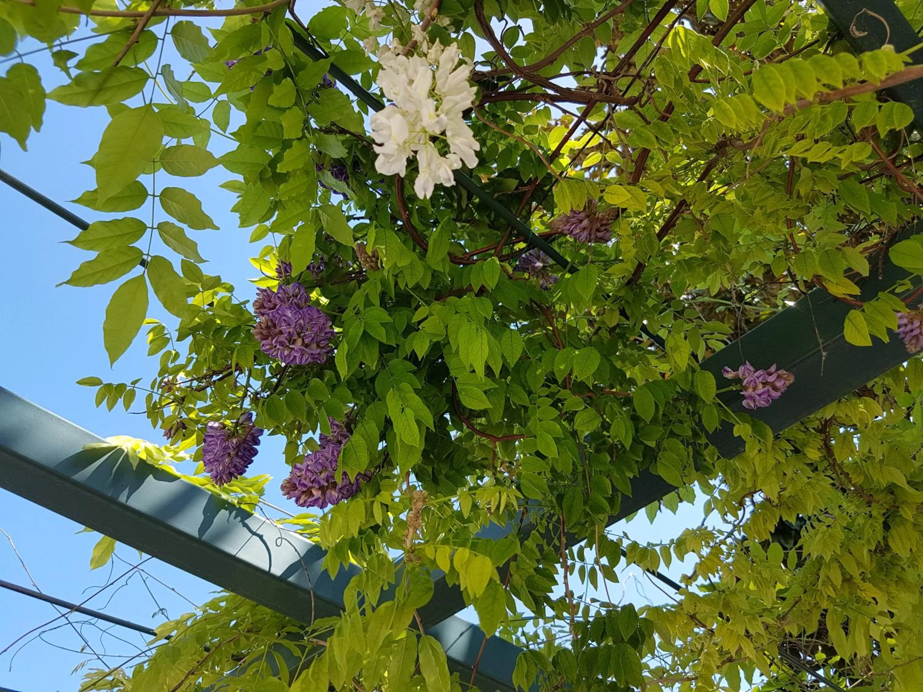 Spring in Le Mas du Lingousto