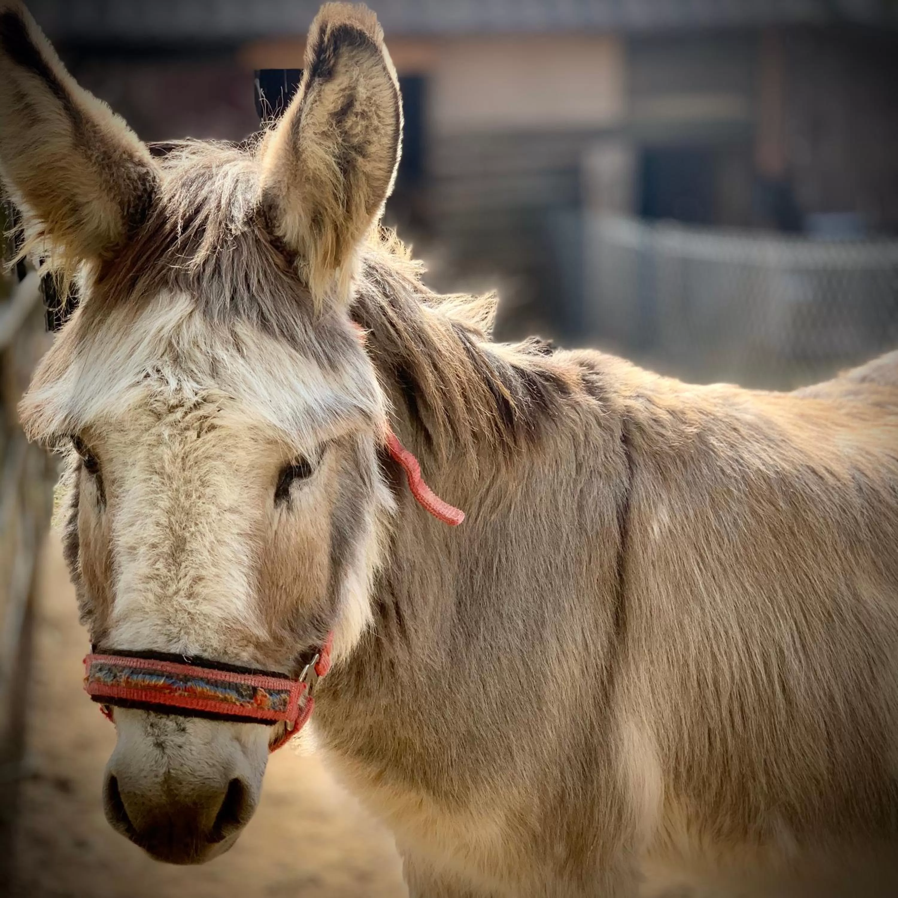 Animals in Ziołowa Dolina