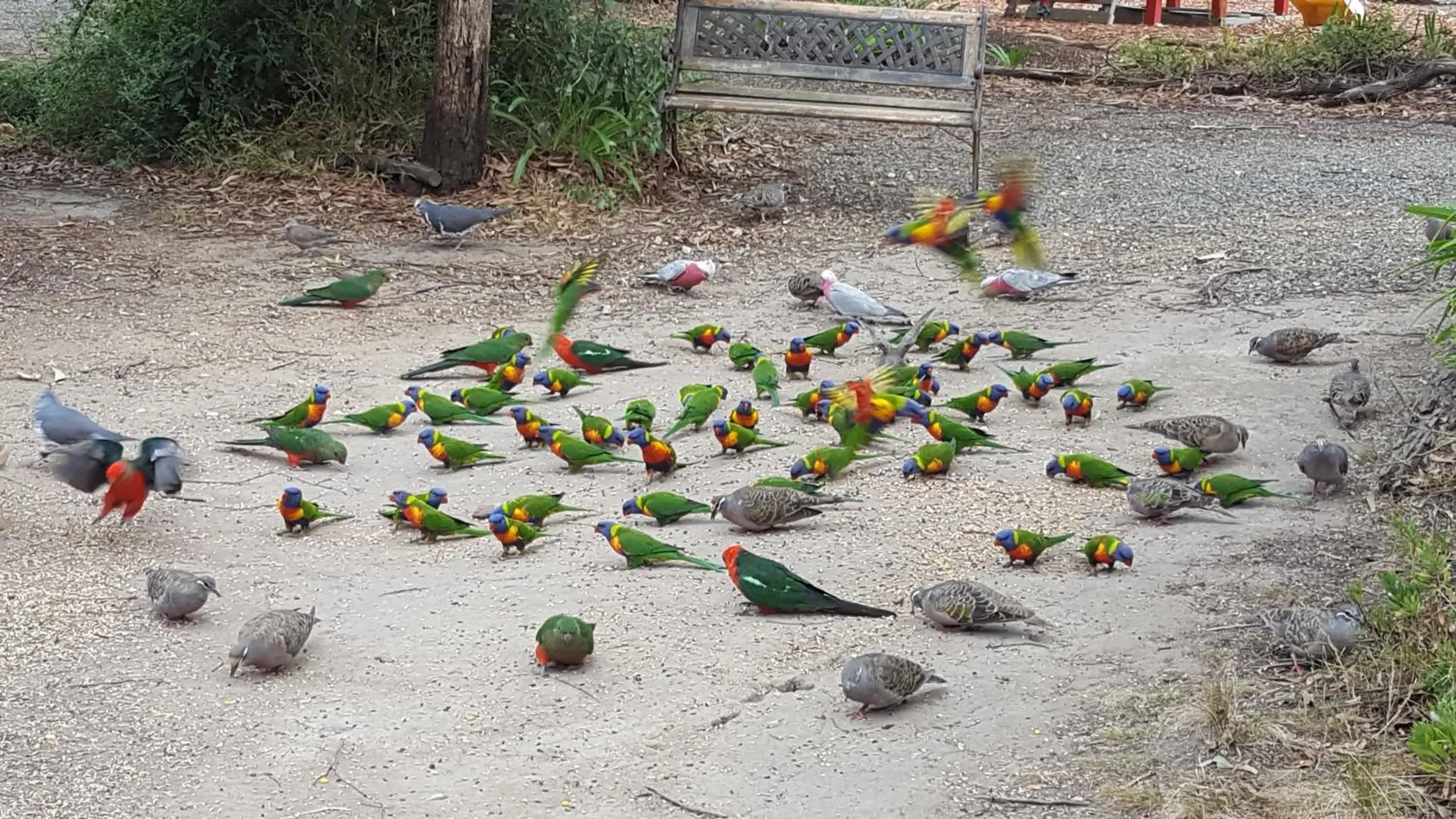 Animals, Beach in Kalimna Woods Cottages