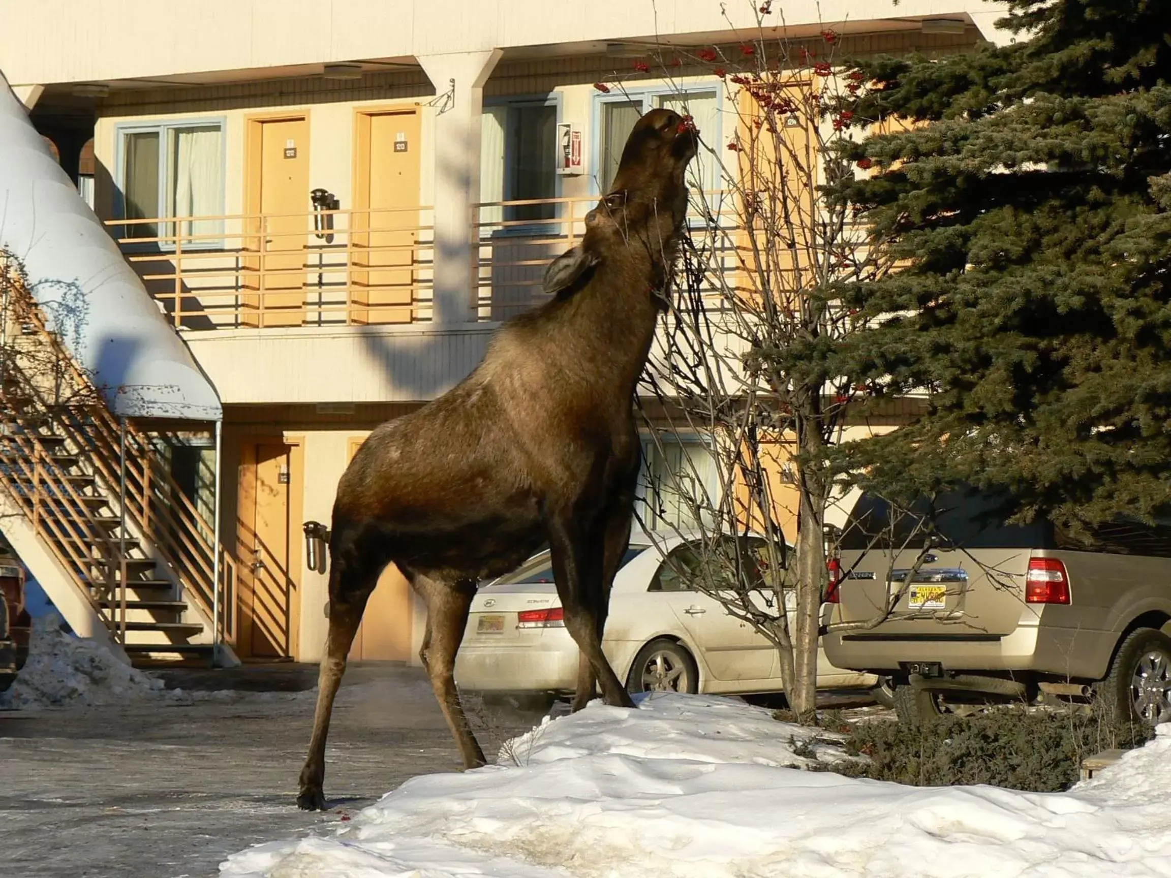 Facade/entrance, Other Animals in Puffin Inn