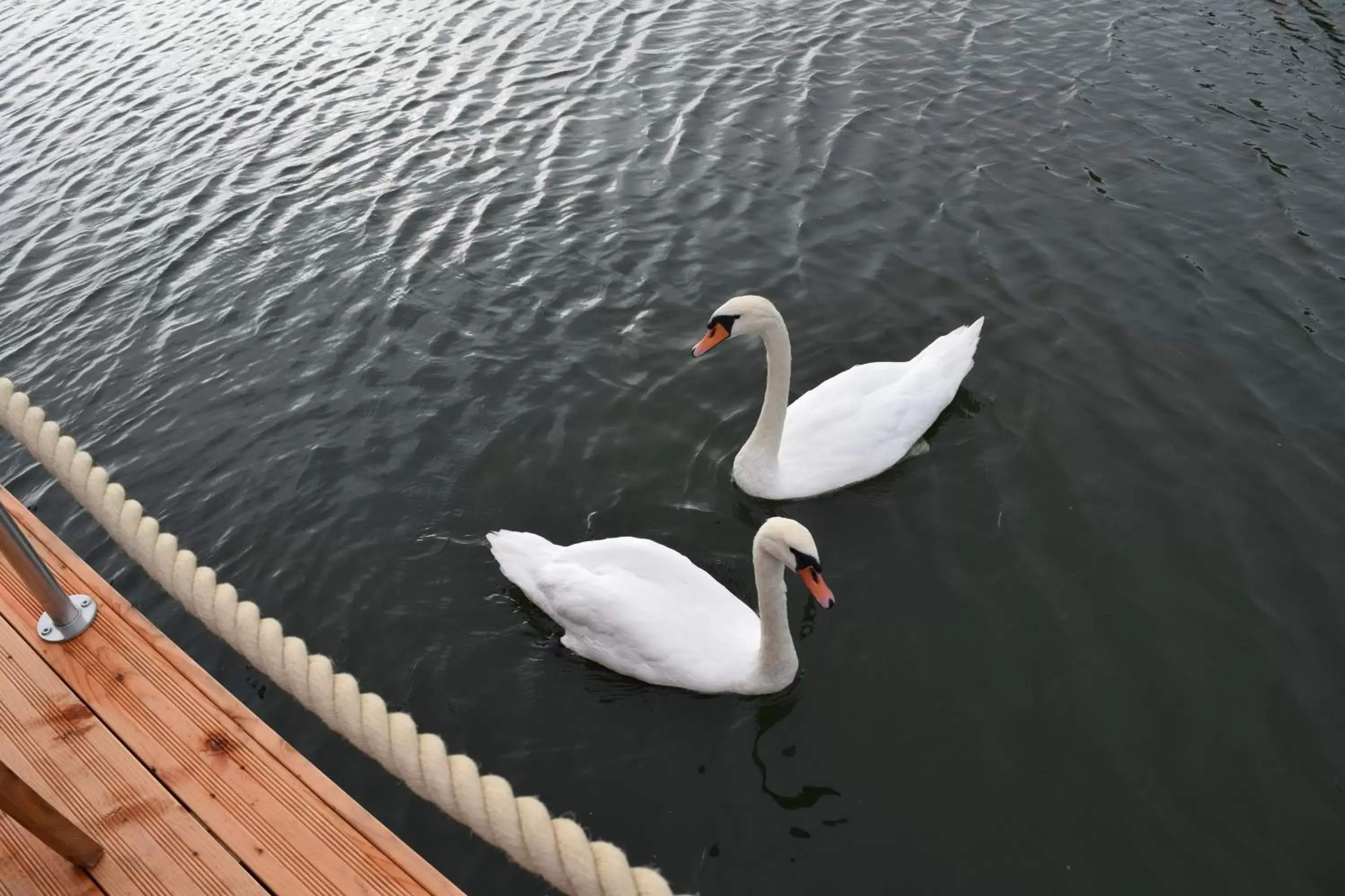 Animals, Other Animals in Schwimmende Häuser im BALTIC SEA RESORT