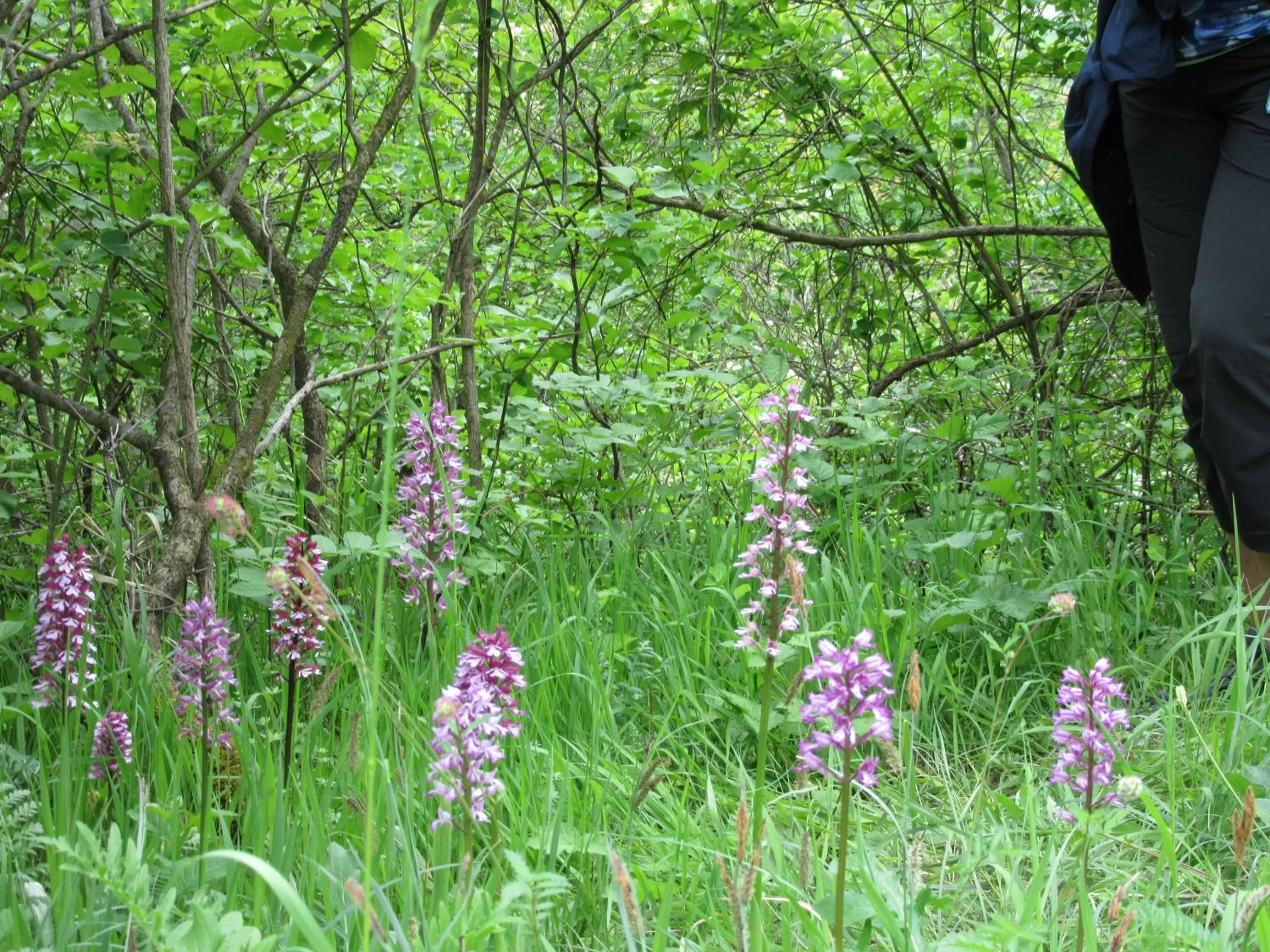 Natural landscape in Hotel Haus Orchideental Jena