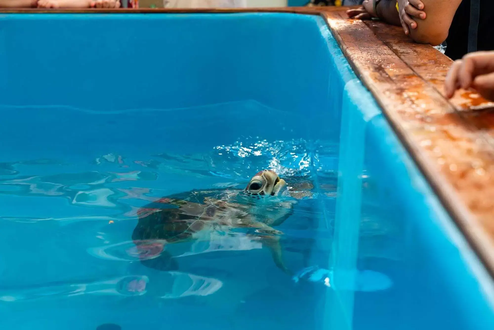 Animals, Swimming Pool in Fitzroy Island Resort