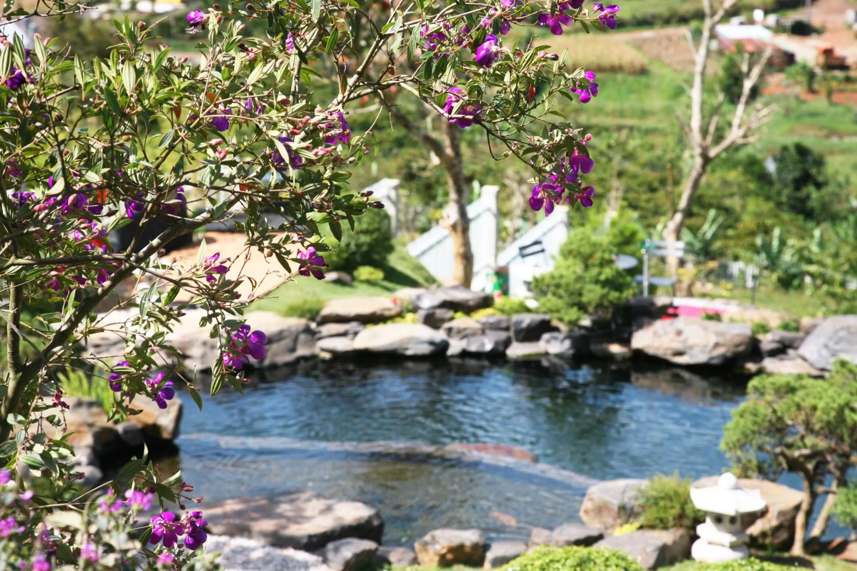 Natural landscape in Mùa Tím Villa