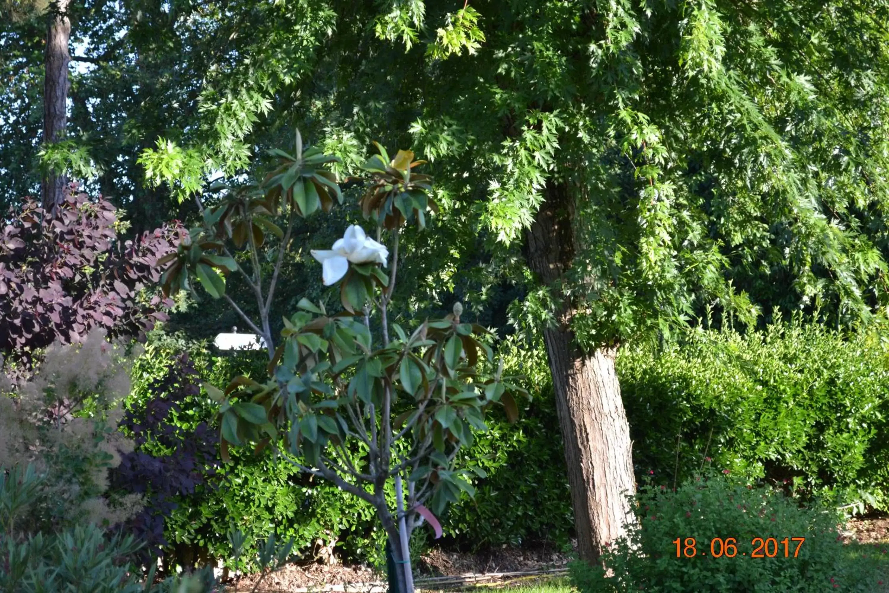 Garden in Hôtel Le Castel