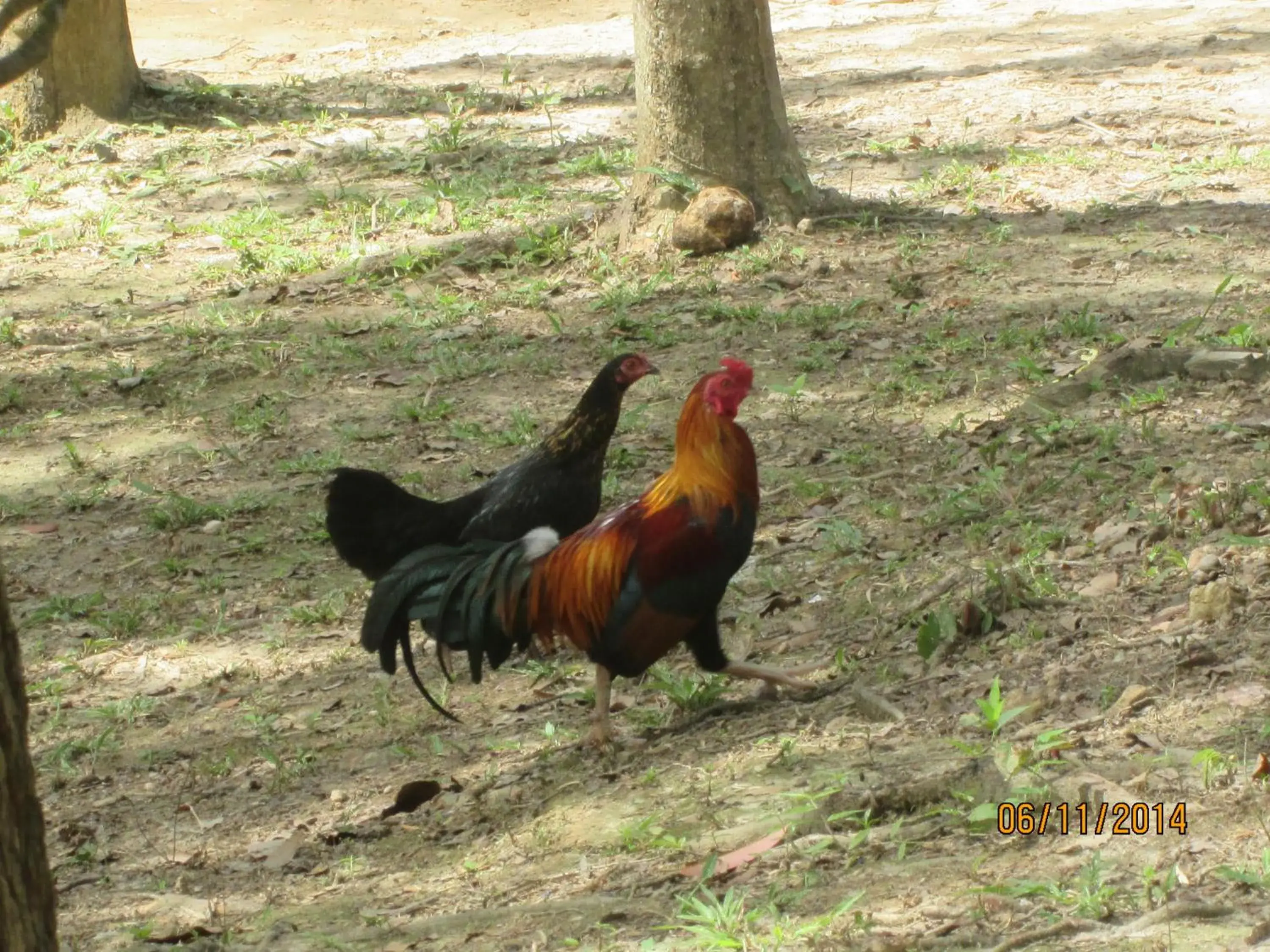 On site, Other Animals in Lanta Maikeaw Bungalow