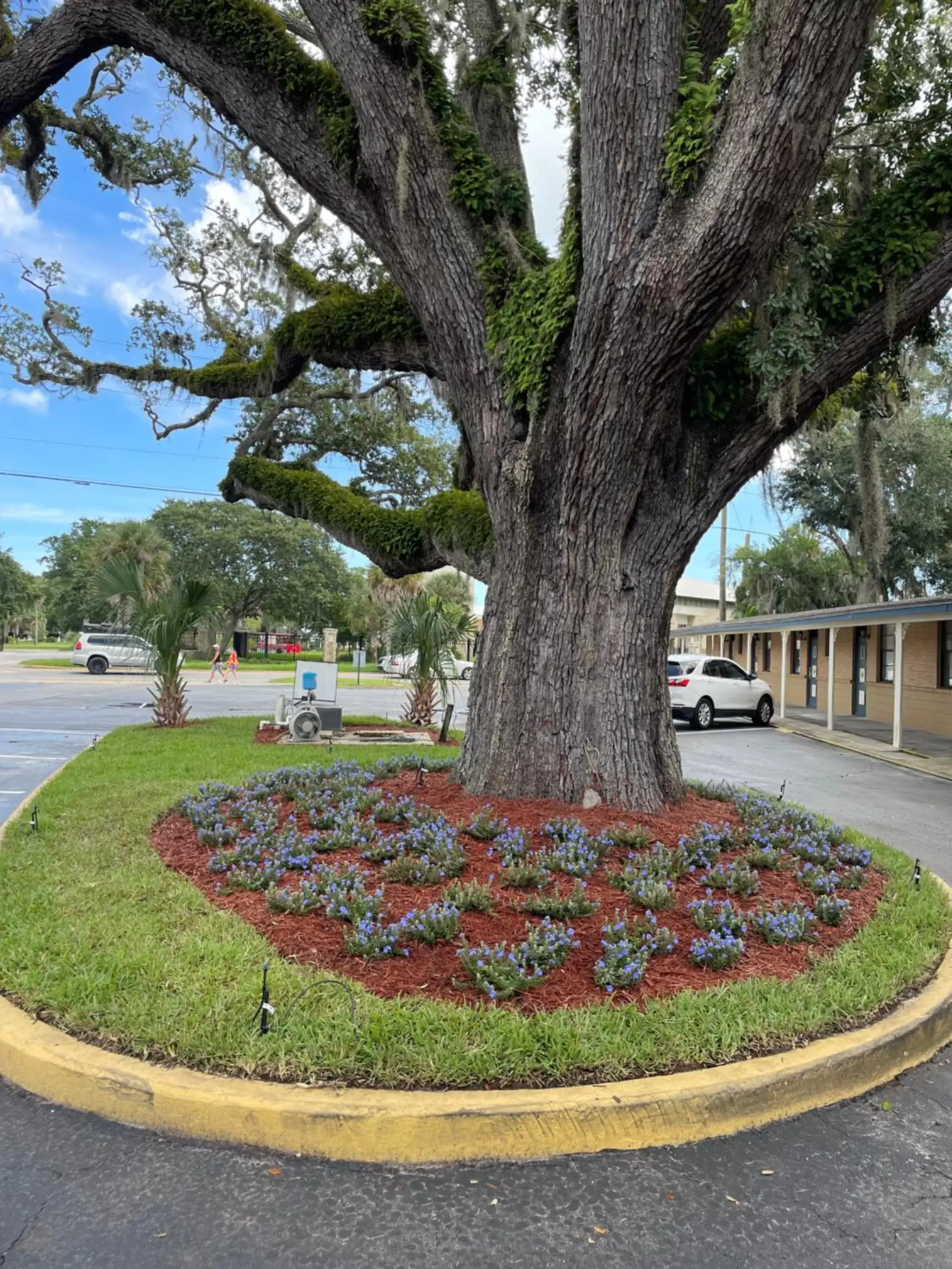 Garden in Castillo Inn