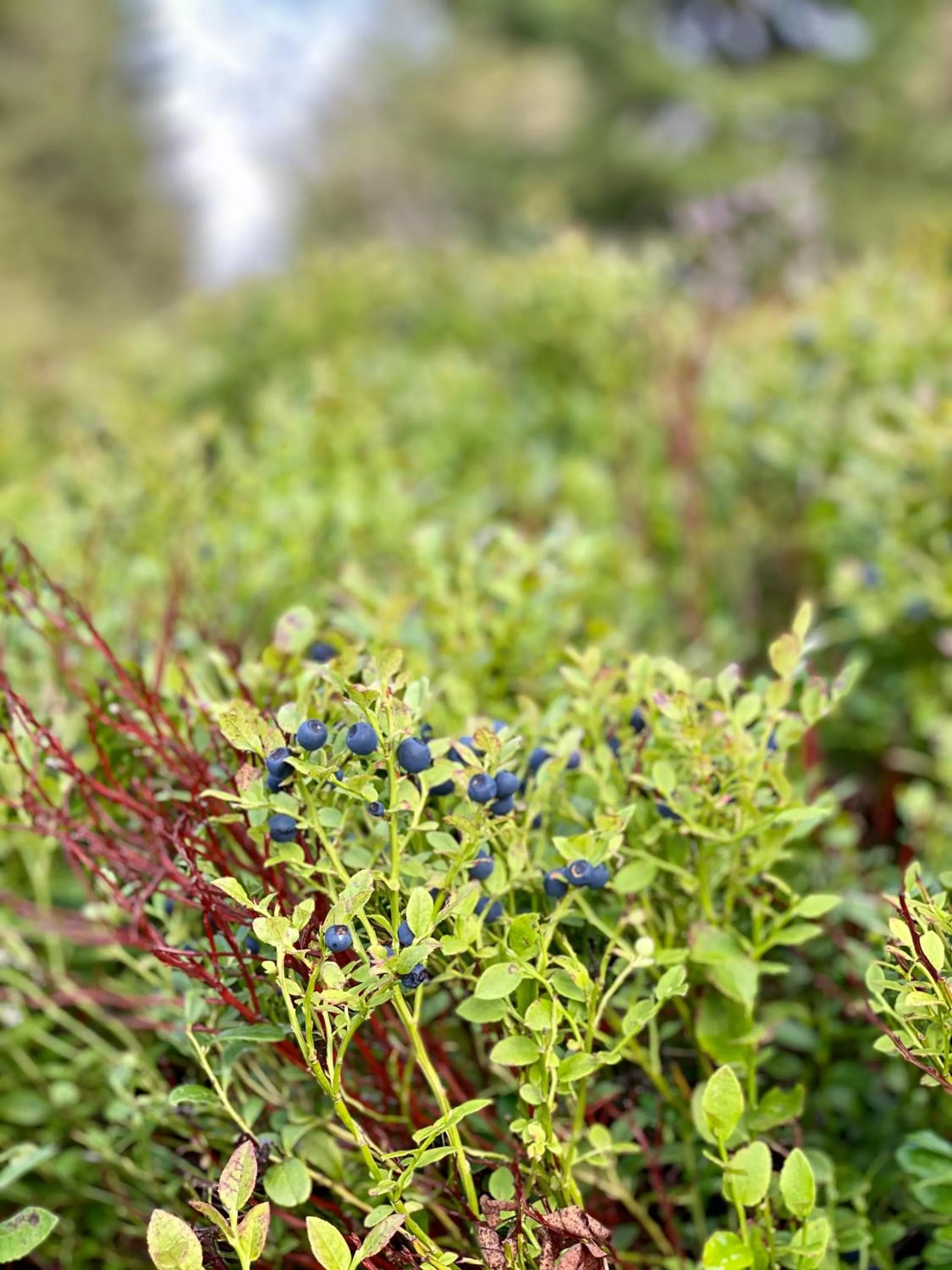 Natural landscape in Vila Jáchymov