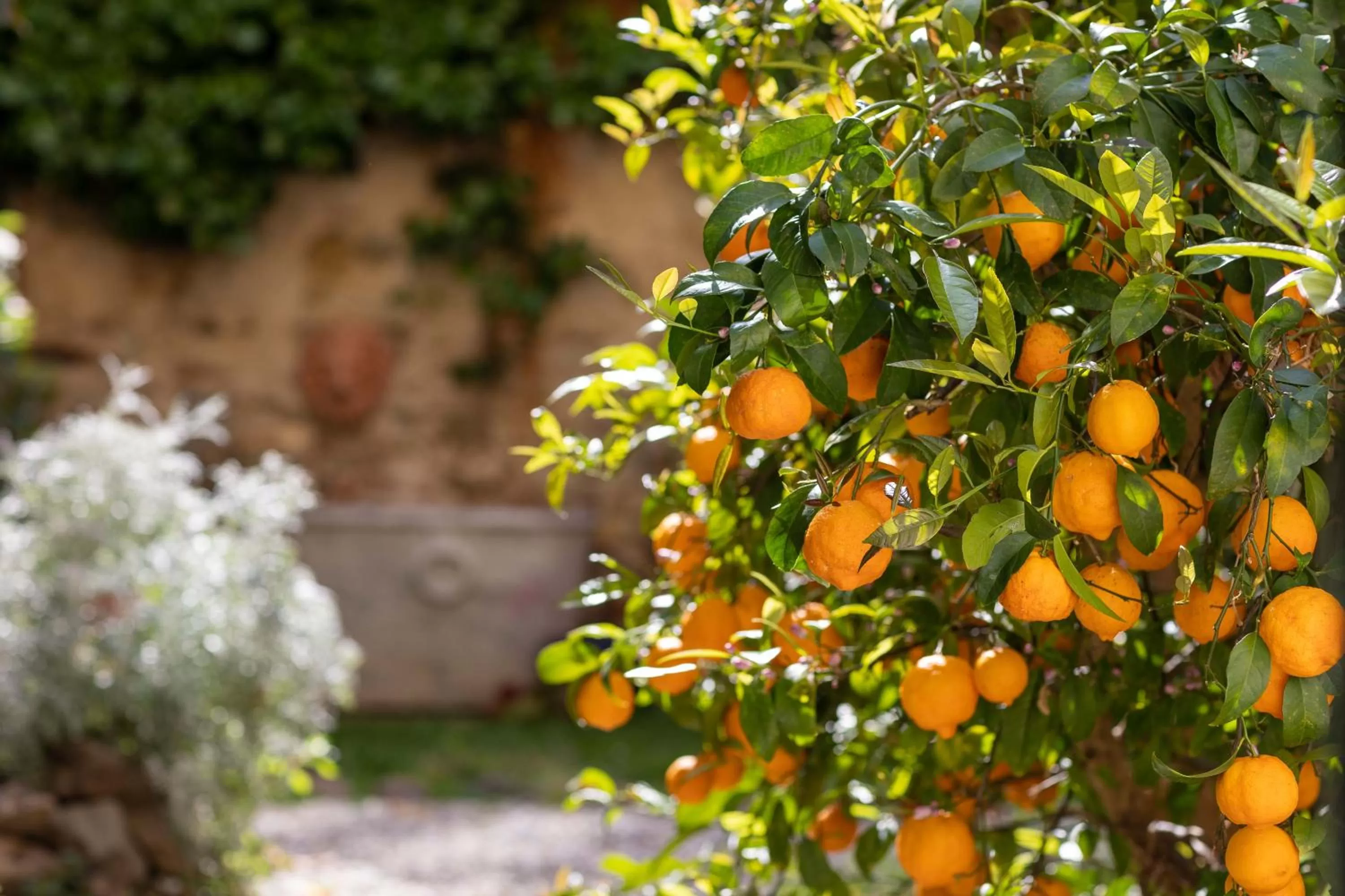 Garden in Secret Garden Firenze B&B