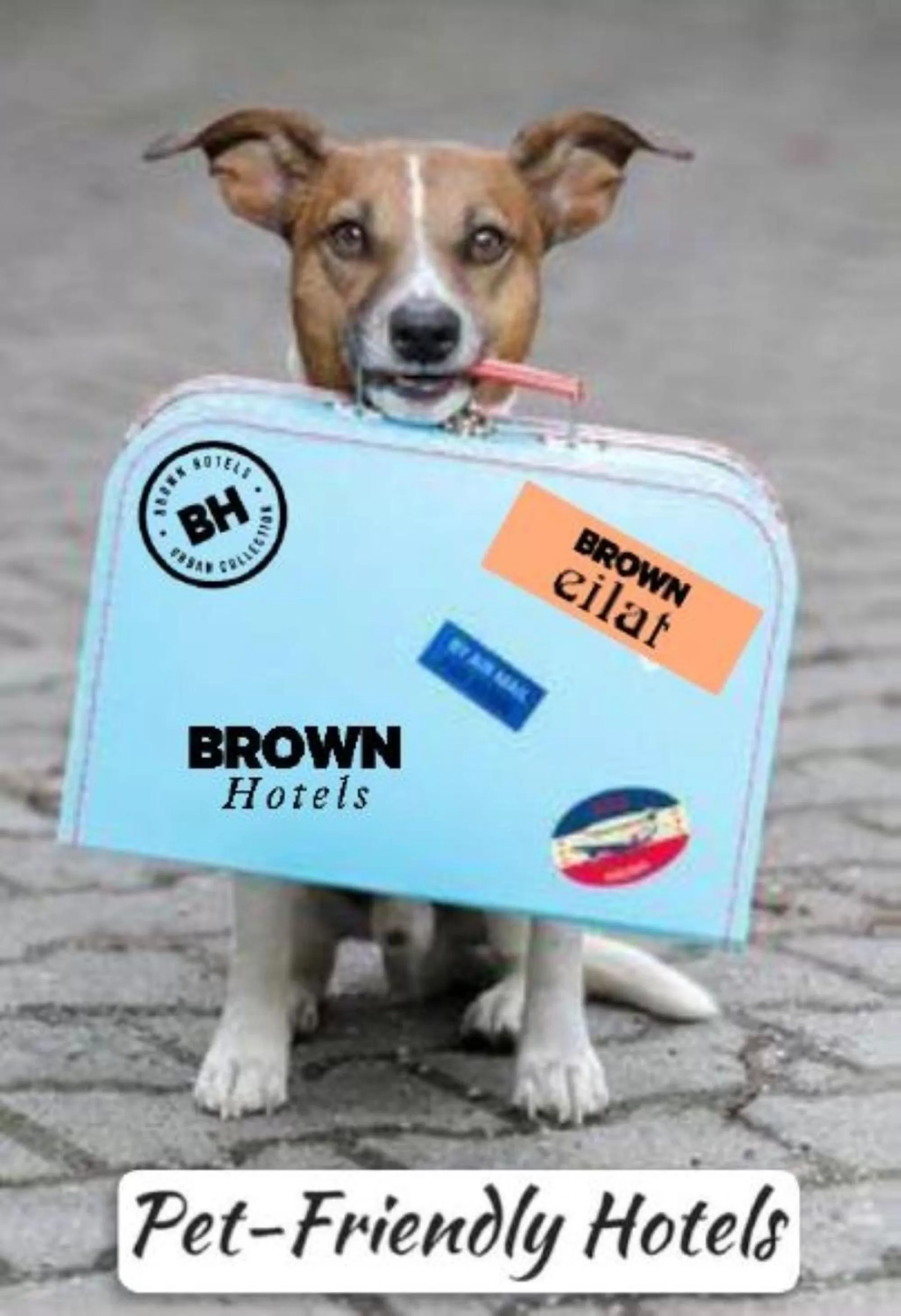 Pets in Brown Eilat a member of Brown Hotels