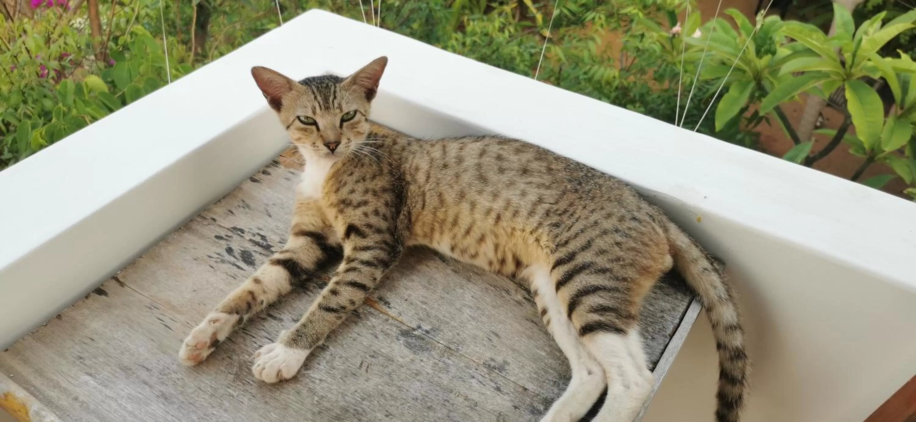 Pets, Other Animals in Blackstar Inn