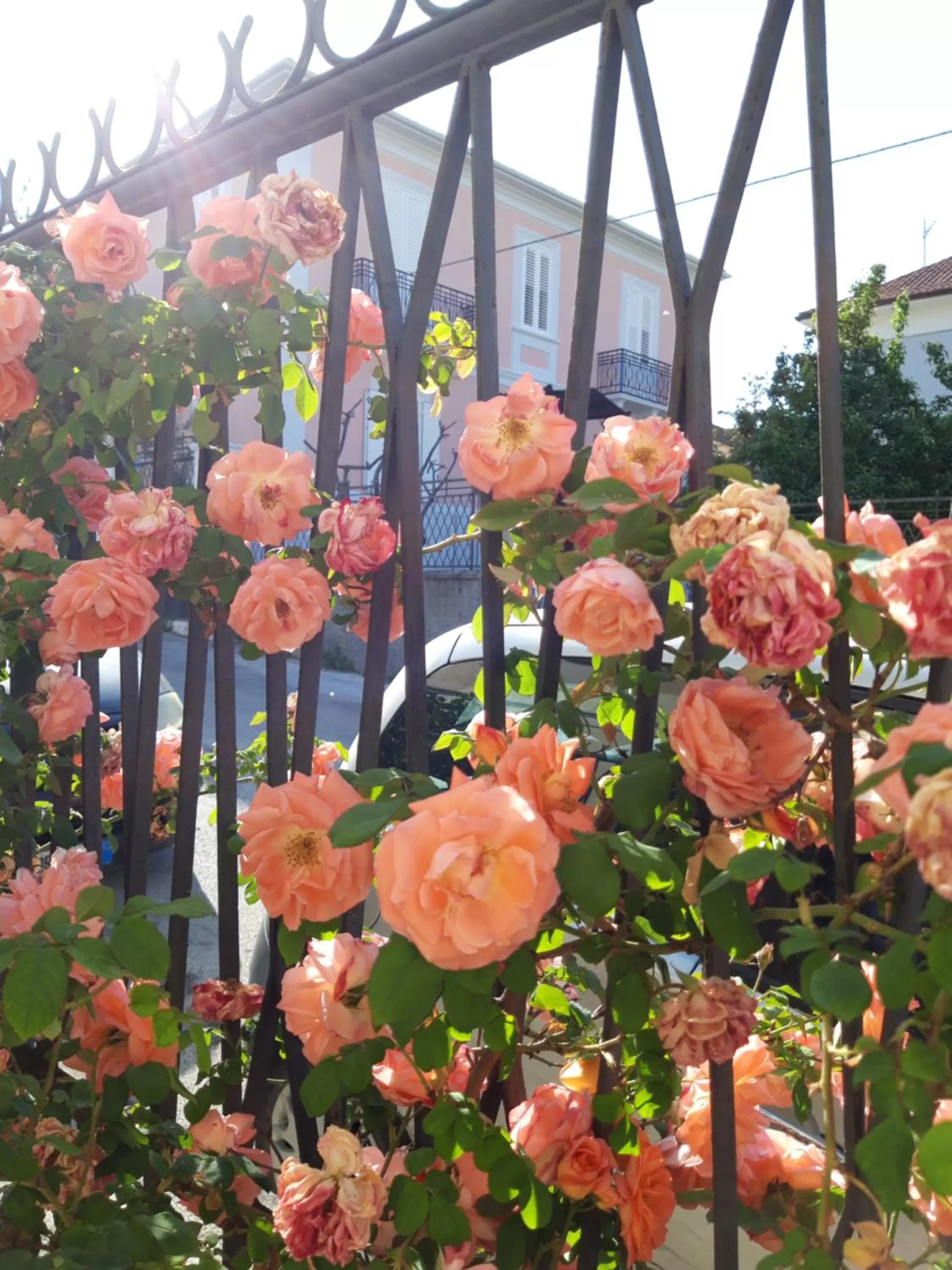 Garden in In Vino Veritas