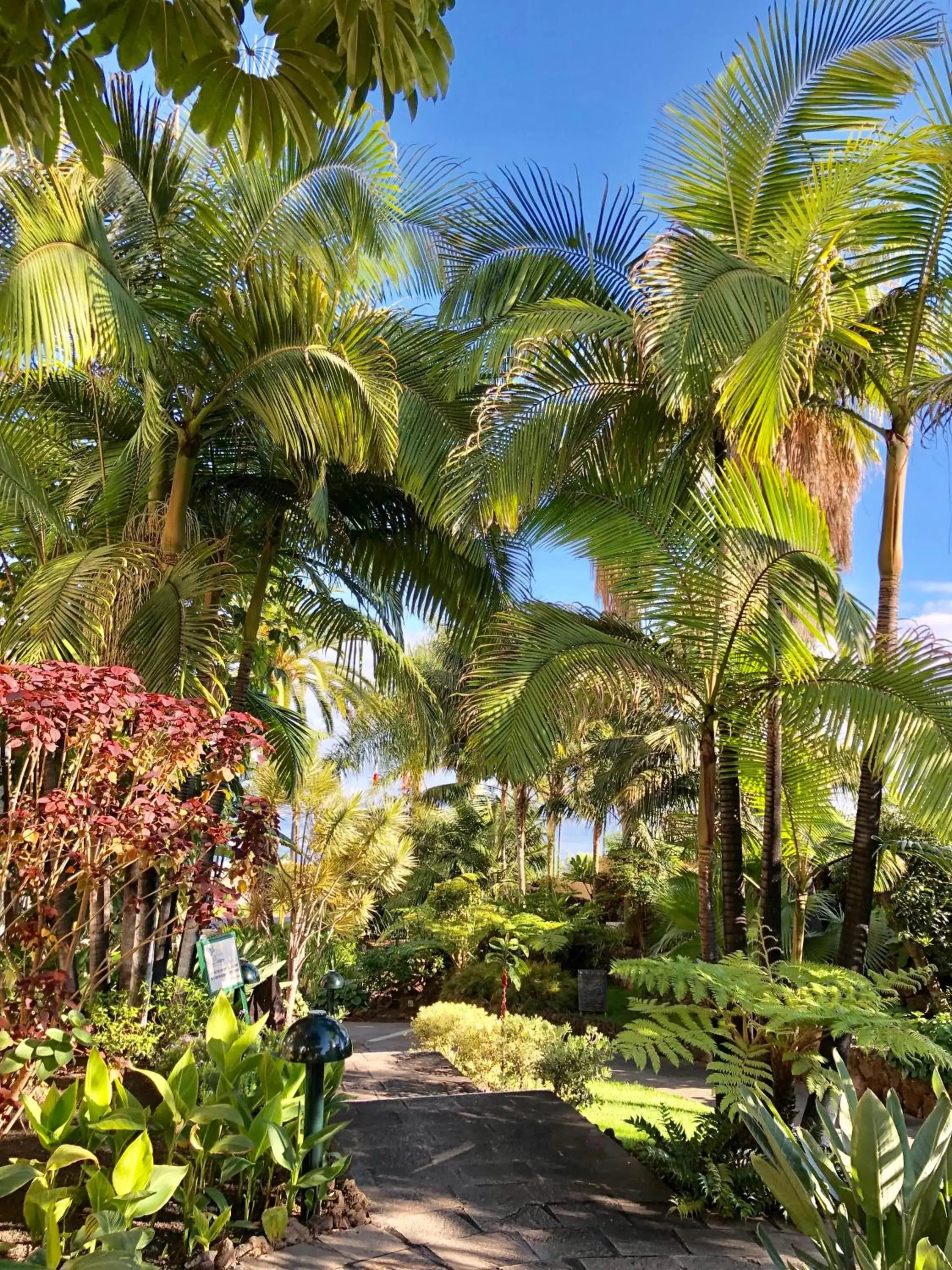 Garden in Hotel Tigaiga