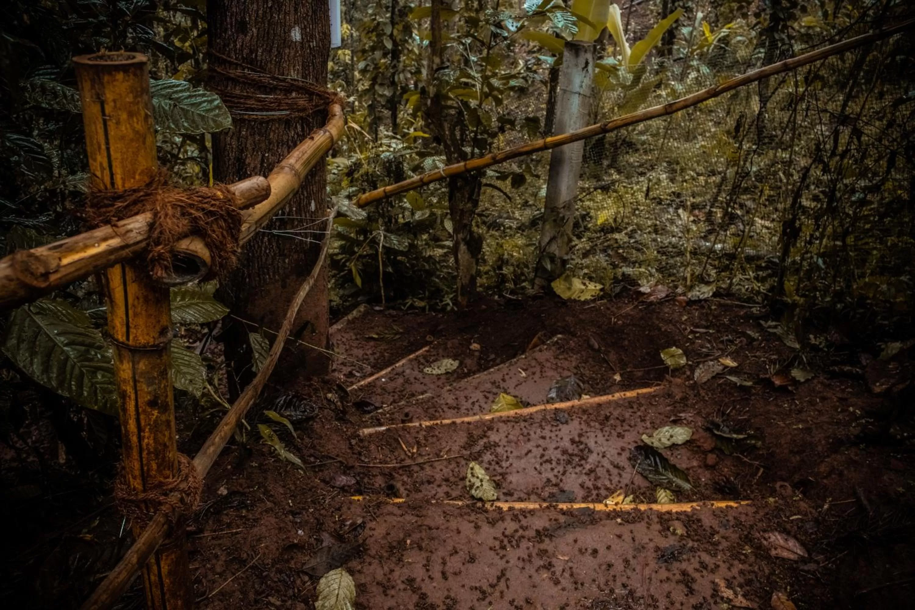 Natural landscape, Other Animals in Edens Munnar