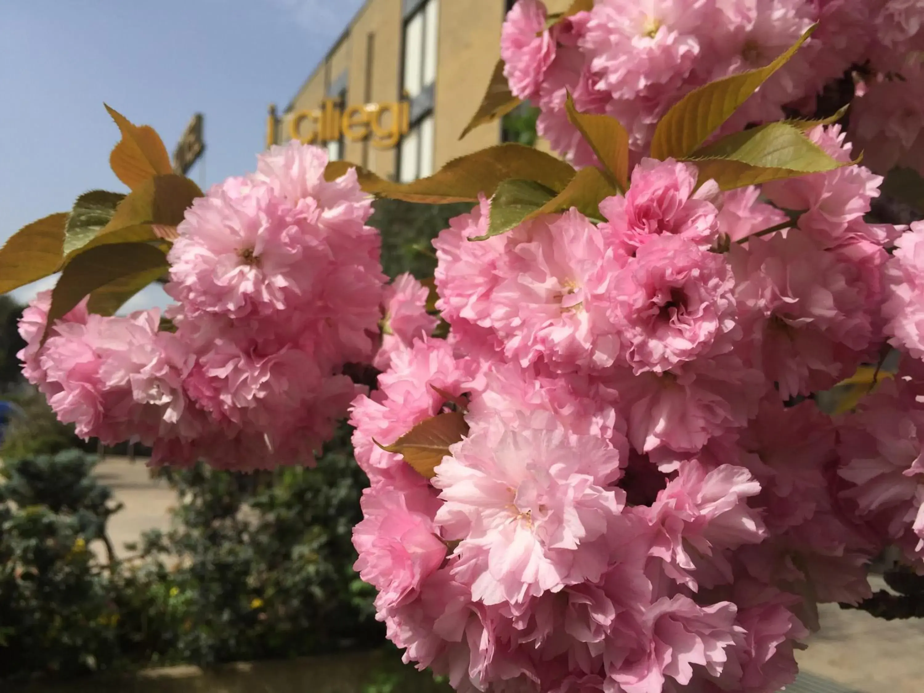 Garden view in Hotel i Ciliegi