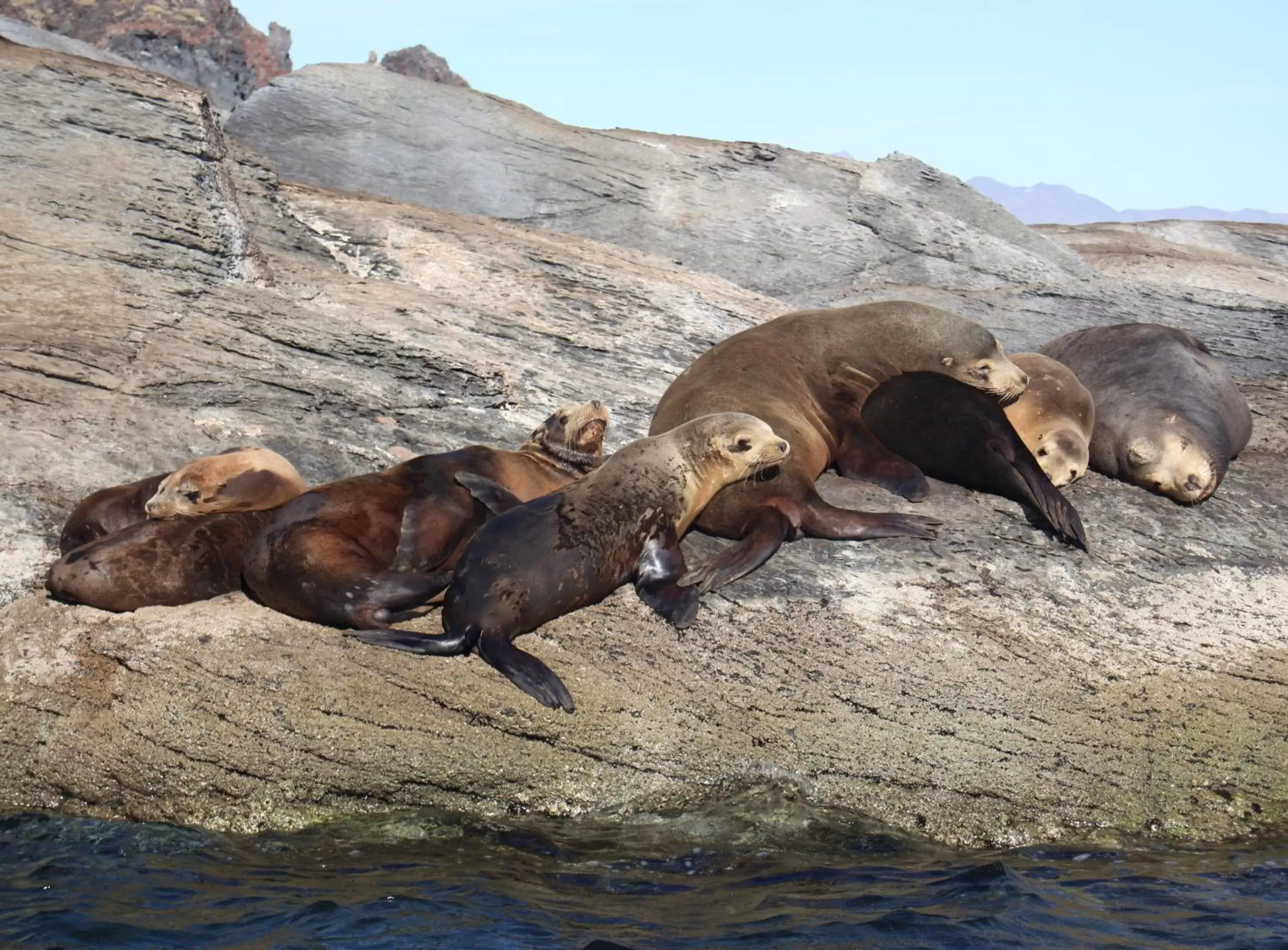 Beach, Other Animals in Loreto Bay Golf Resort & Spa at Baja