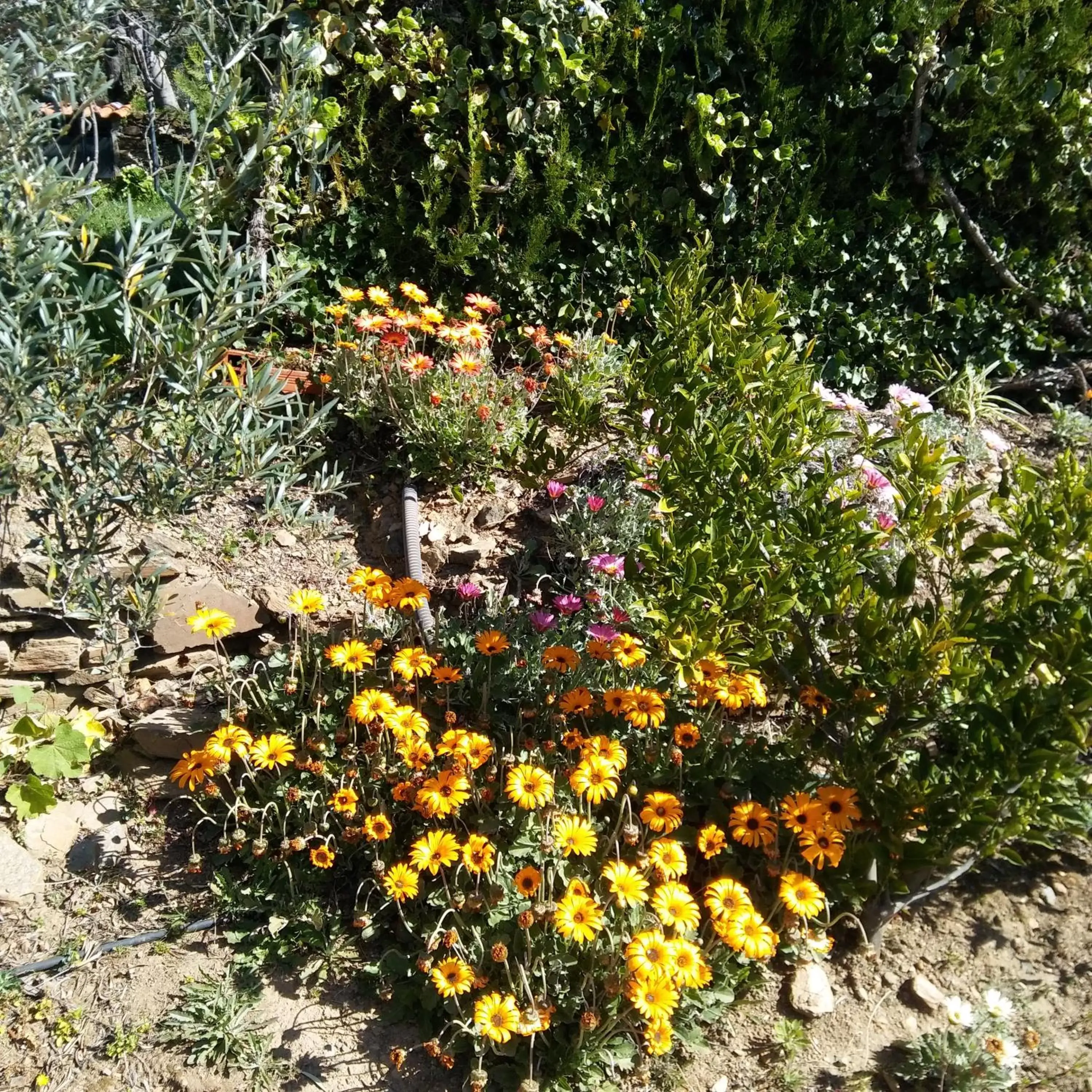 Garden in La Cabaña Romantica de Llano