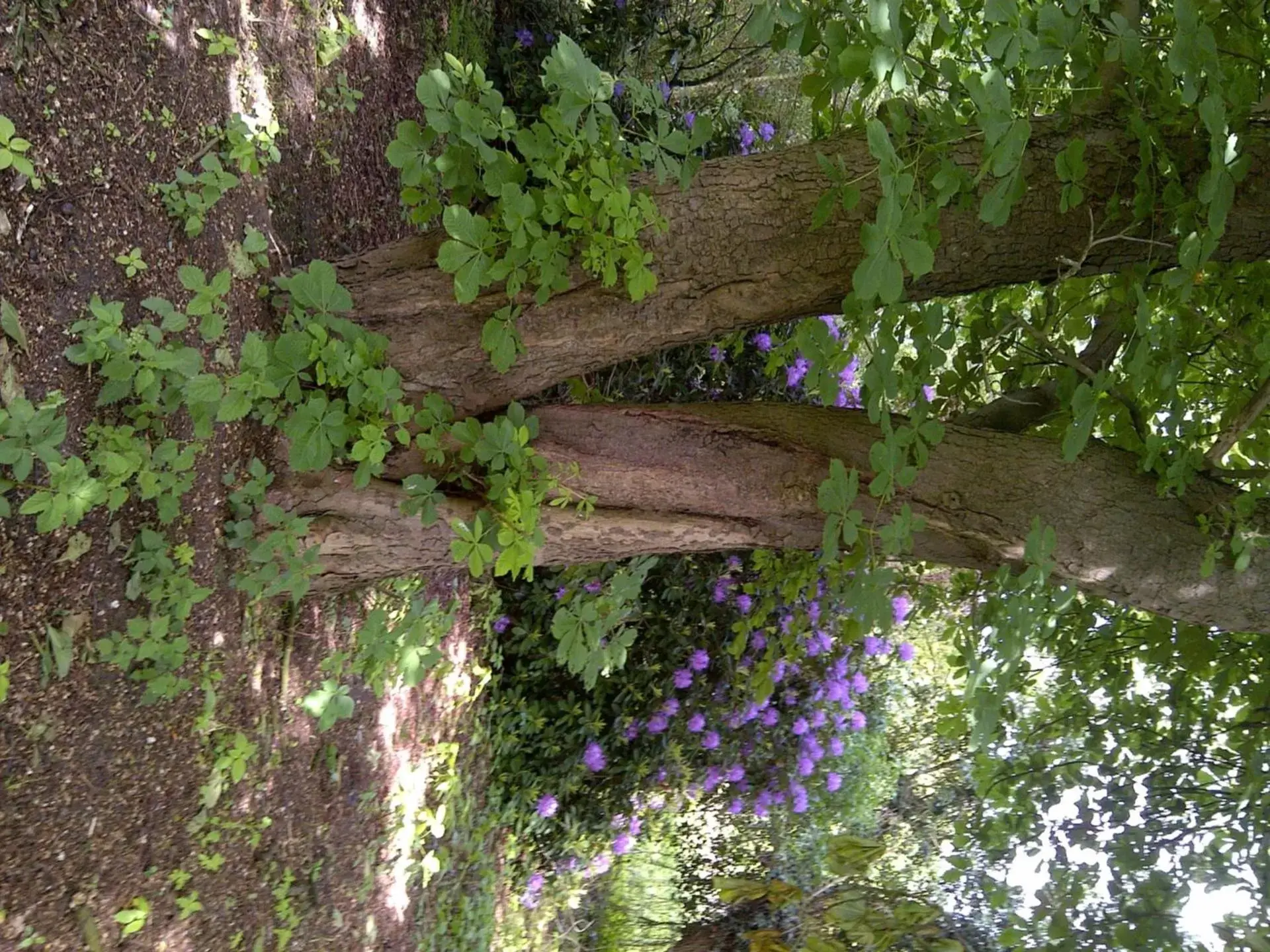 Garden in Buntes Moor