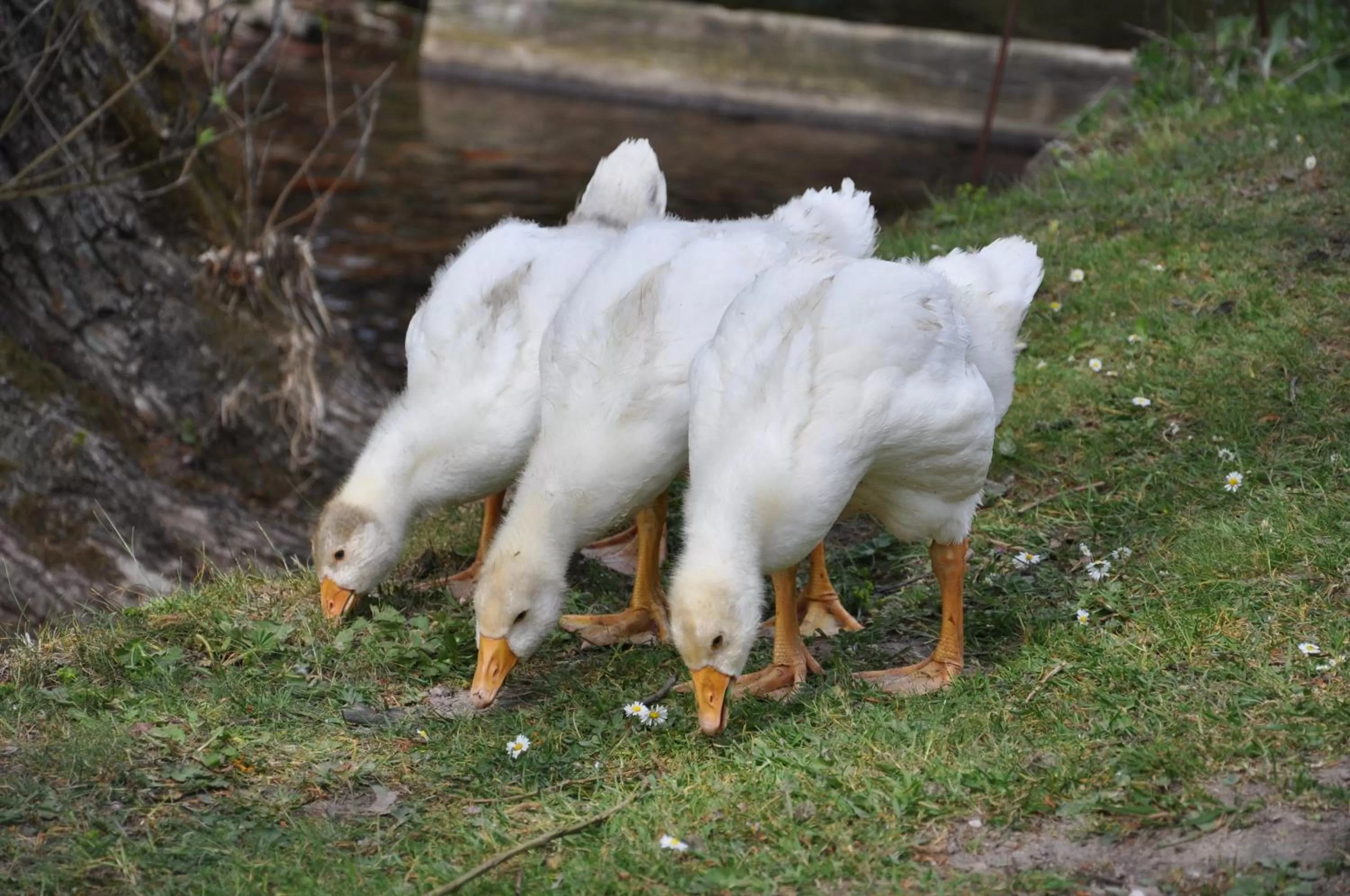 Children play ground in Hotel Waldmühle