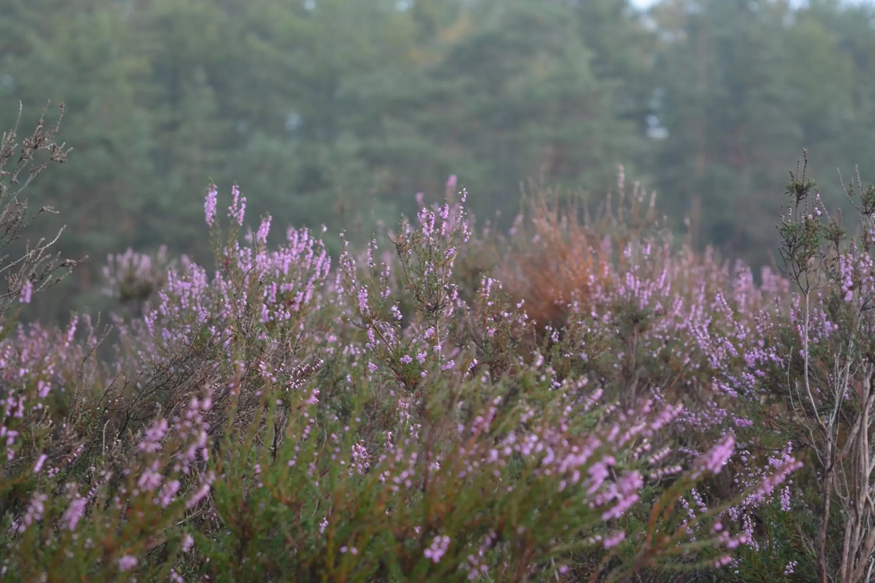 Natural landscape in B&B De Loenense Bossen