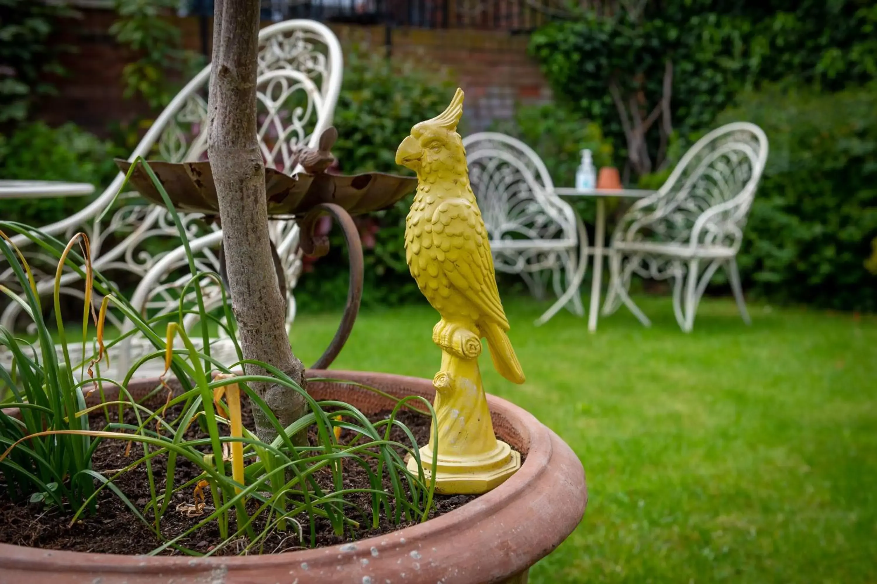 Garden in Darwin's Townhouse