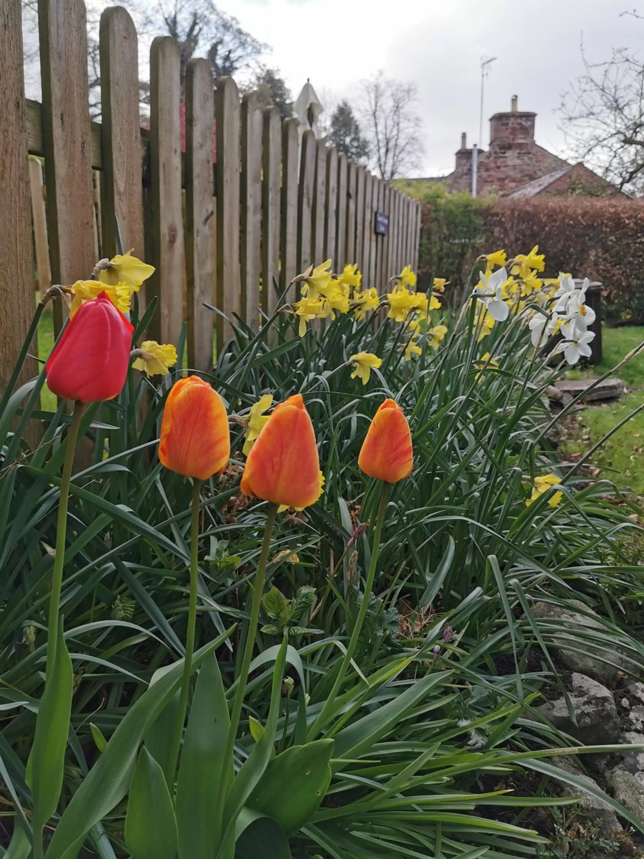 Garden in Royal Oak Appleby