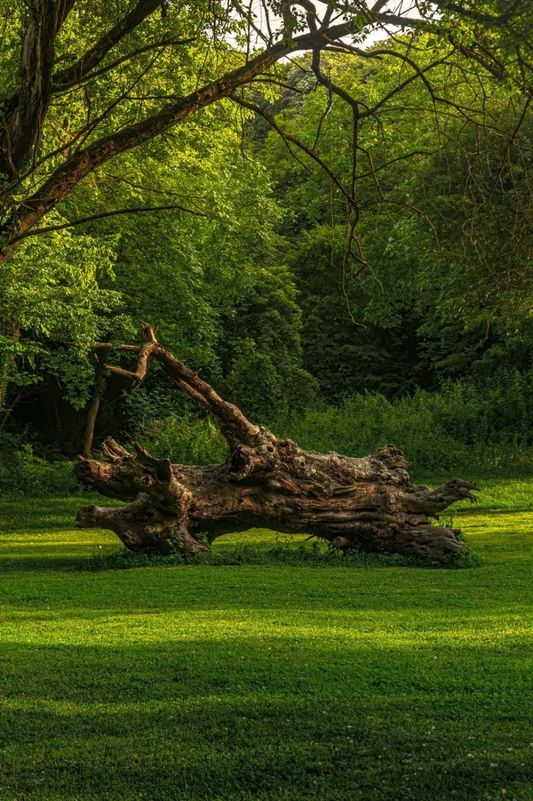 Garden in NG Sapanca Wellness & Convention