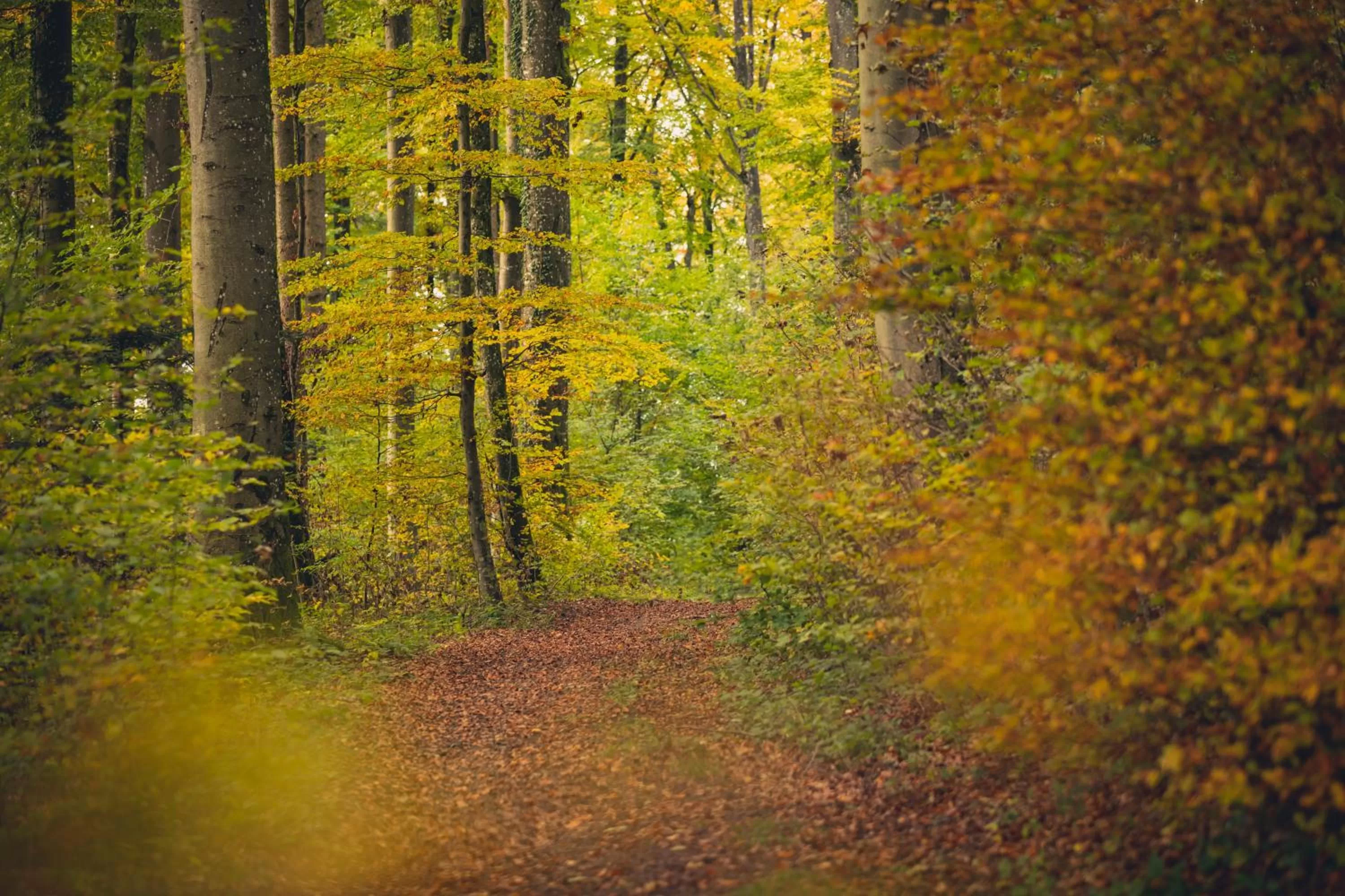 Natural landscape in Monardo Hasenberg