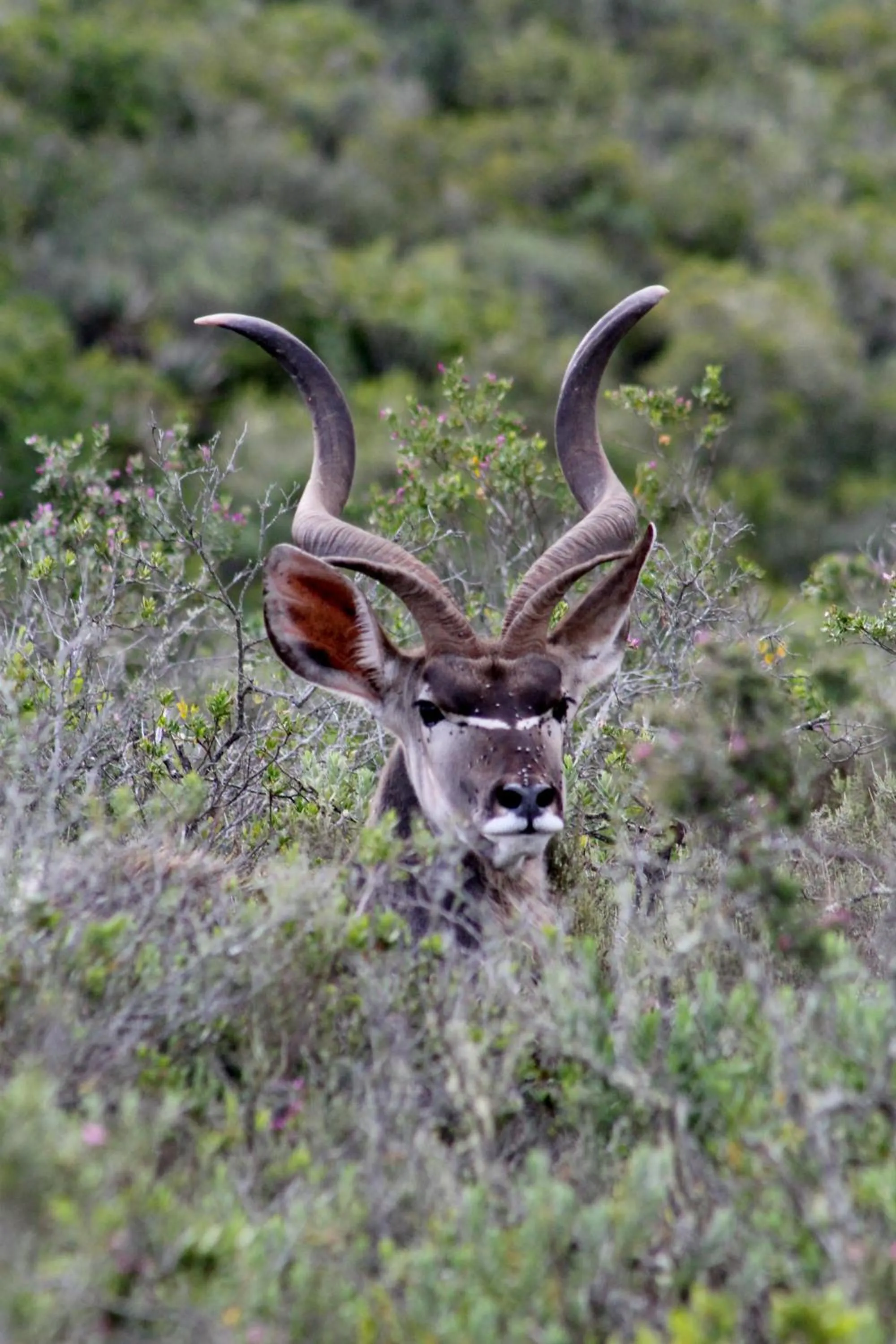 View (from property/room) in Garden Route Game Lodge
