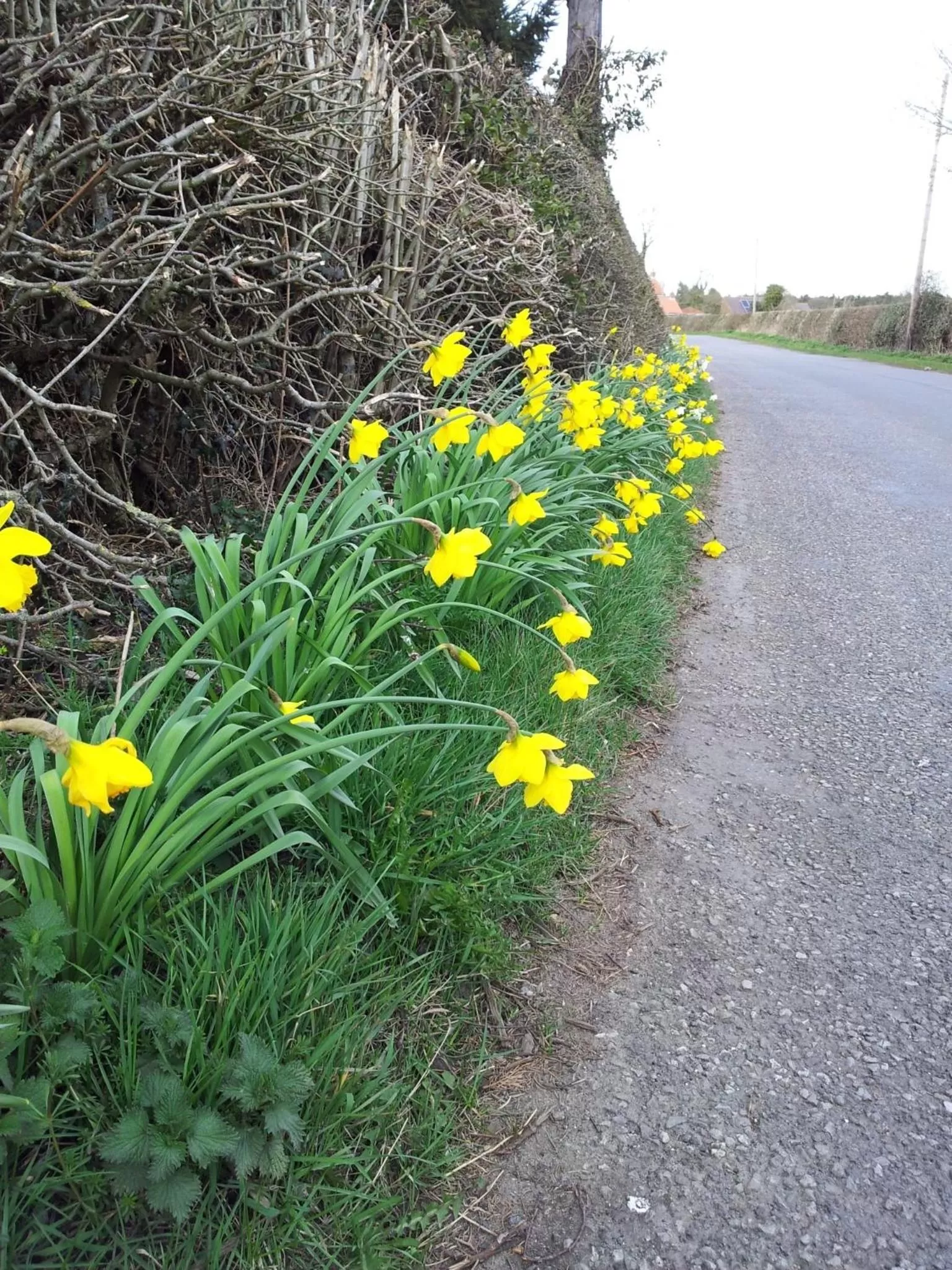 Street view in Bed and Breakfast Ashfield