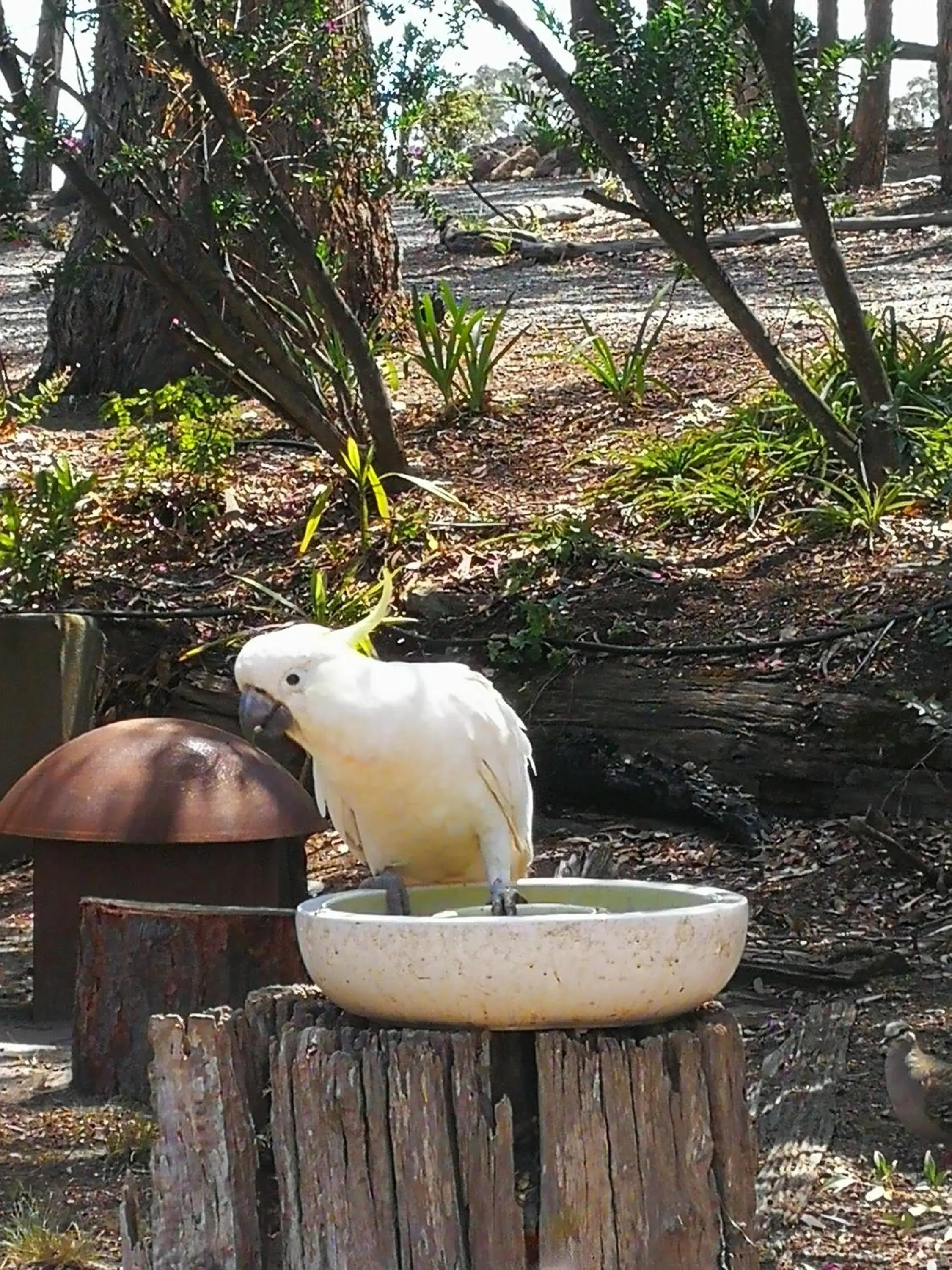 Other Animals in Kalimna Woods Cottages