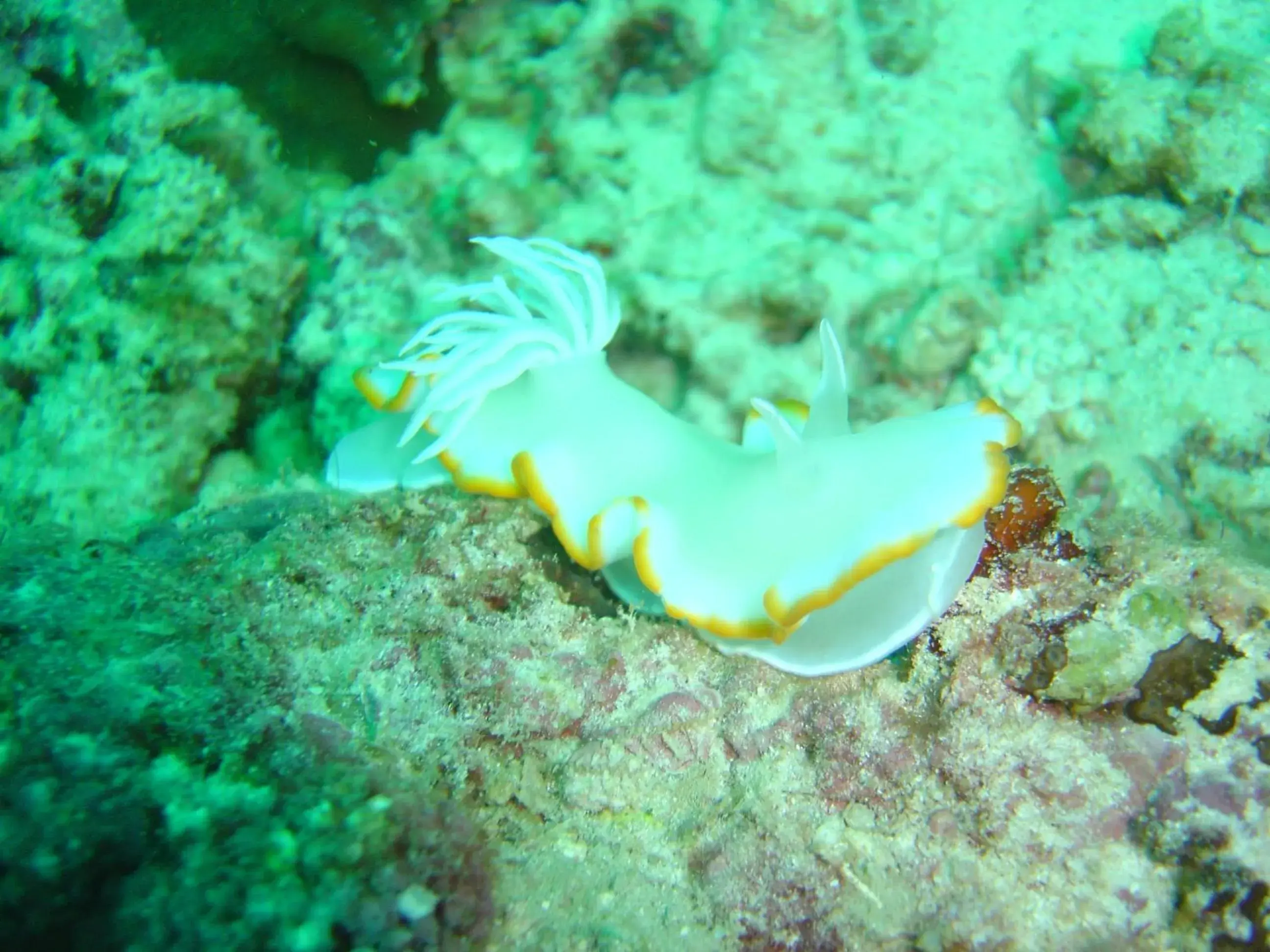 Diving, Other Animals in Mangoes Place