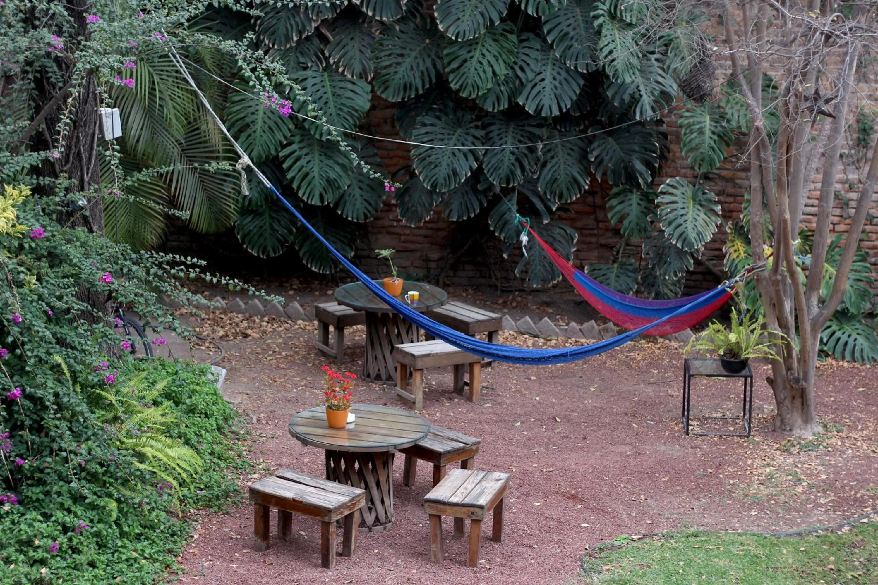 Garden view in Hostel Hospedarte Chapultepec
