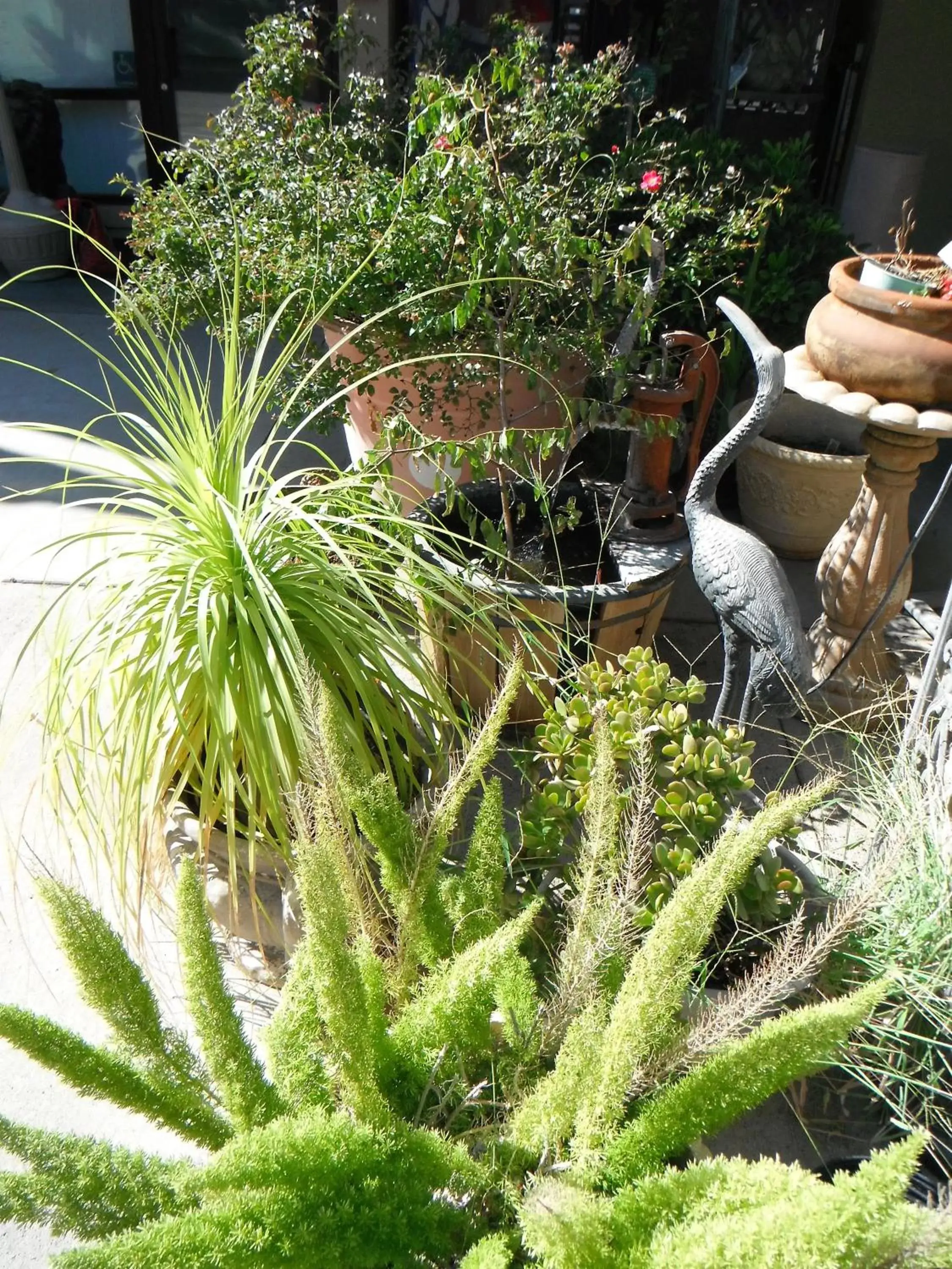 Garden in Colusa Riverside Inn