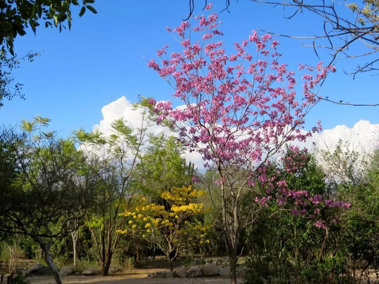 Garden in El Pedregal - Hotel en la Naturaleza