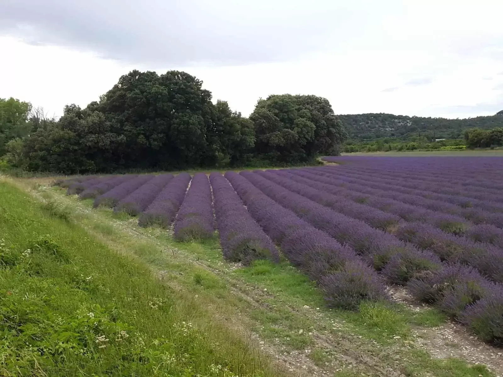 Natural Landscape in Chambre d'hôtes en provence avec Jacuzzi