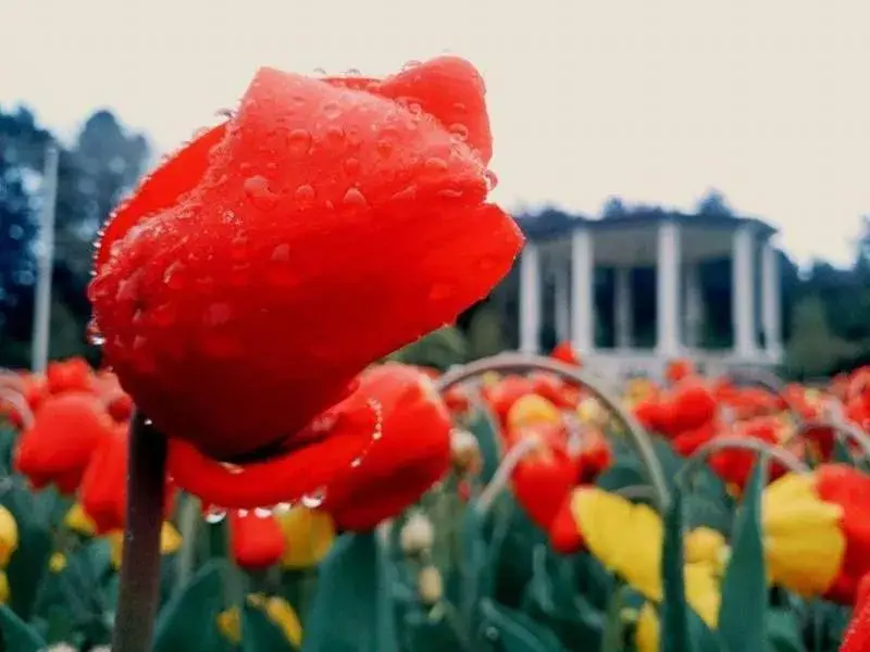 Spring in Queens Park Motels