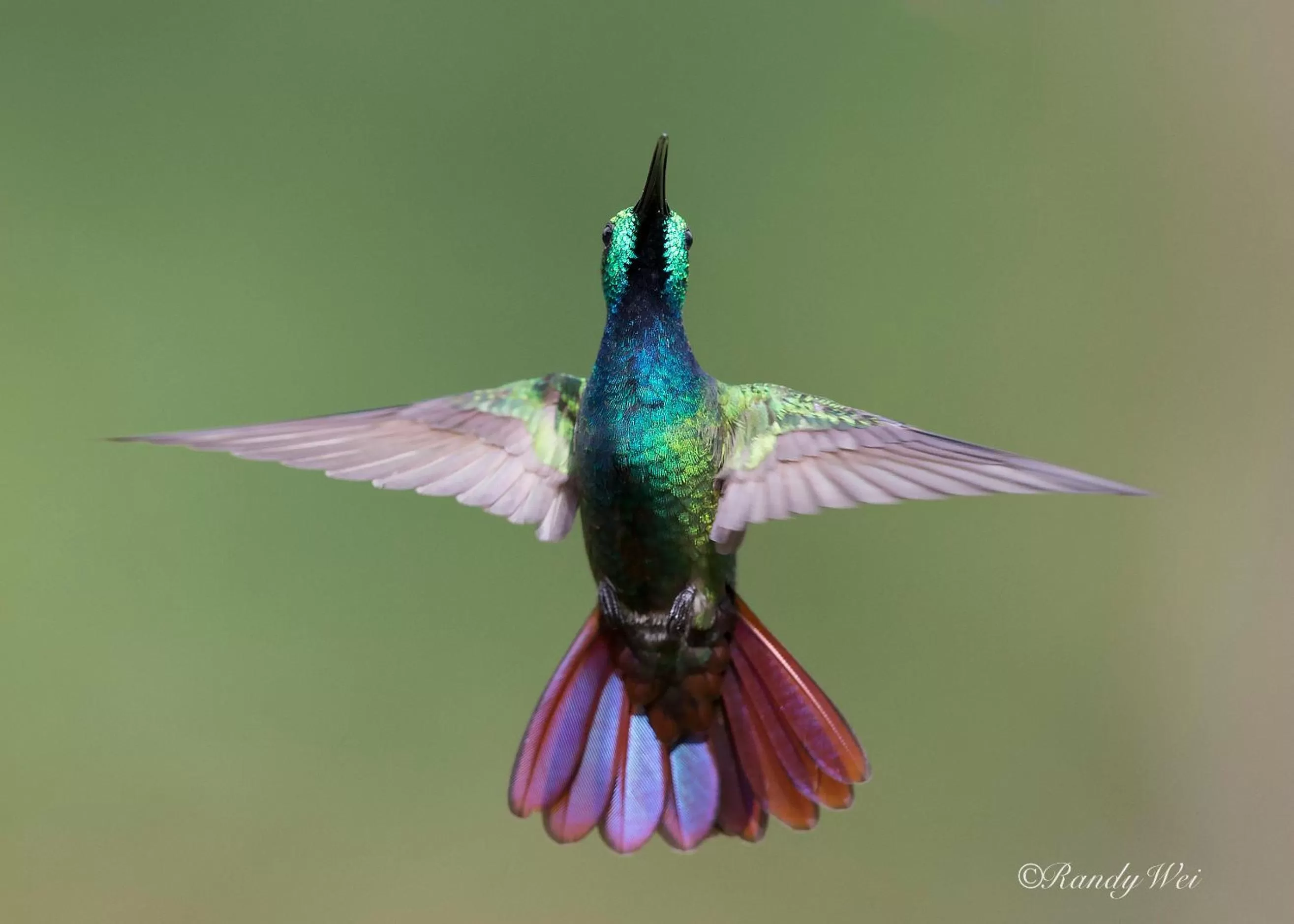 Garden view, Other Animals in Arte de Plumas birding lodge