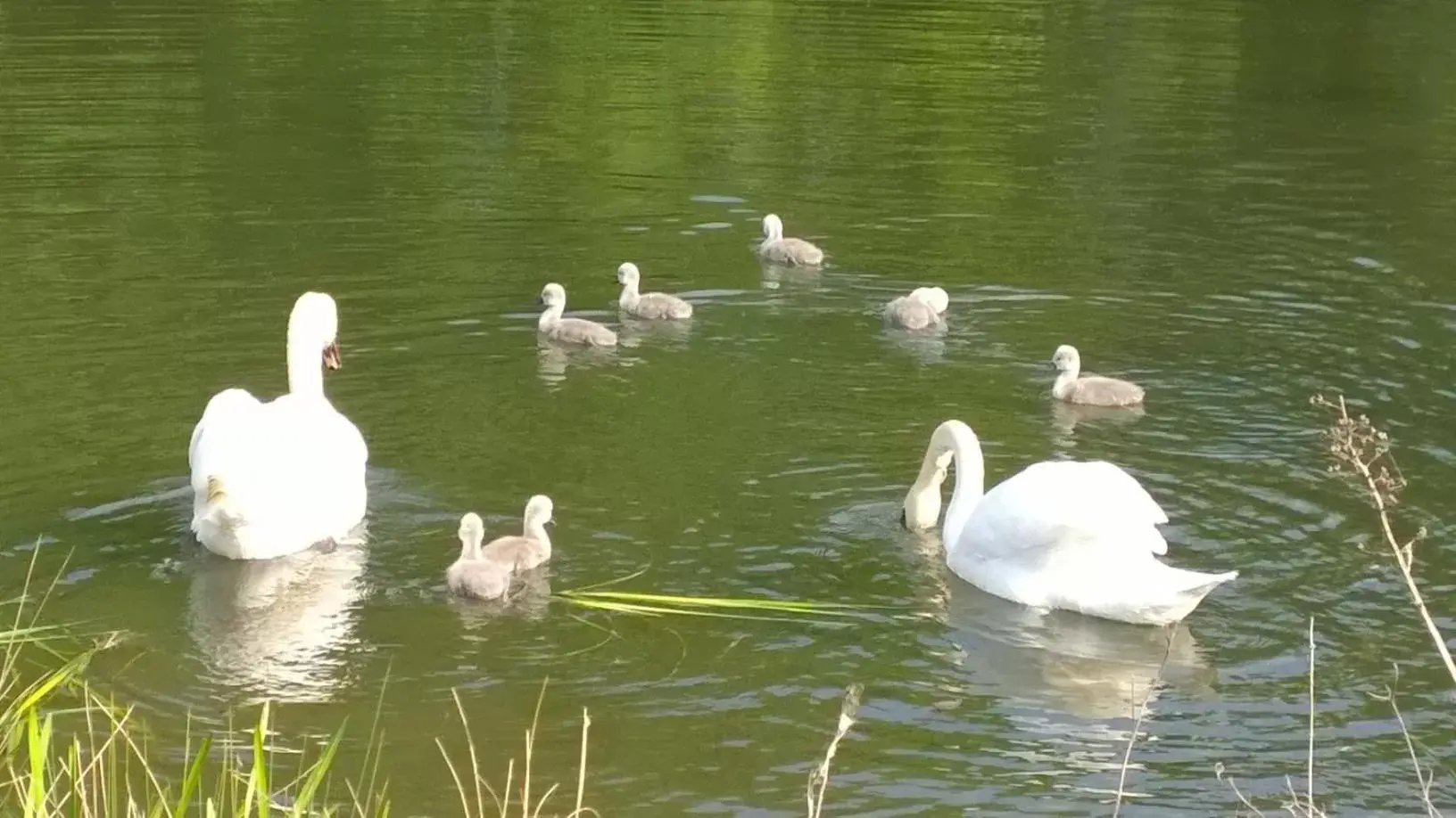 Day, Other Animals in Cameley Lodge - Self Catering